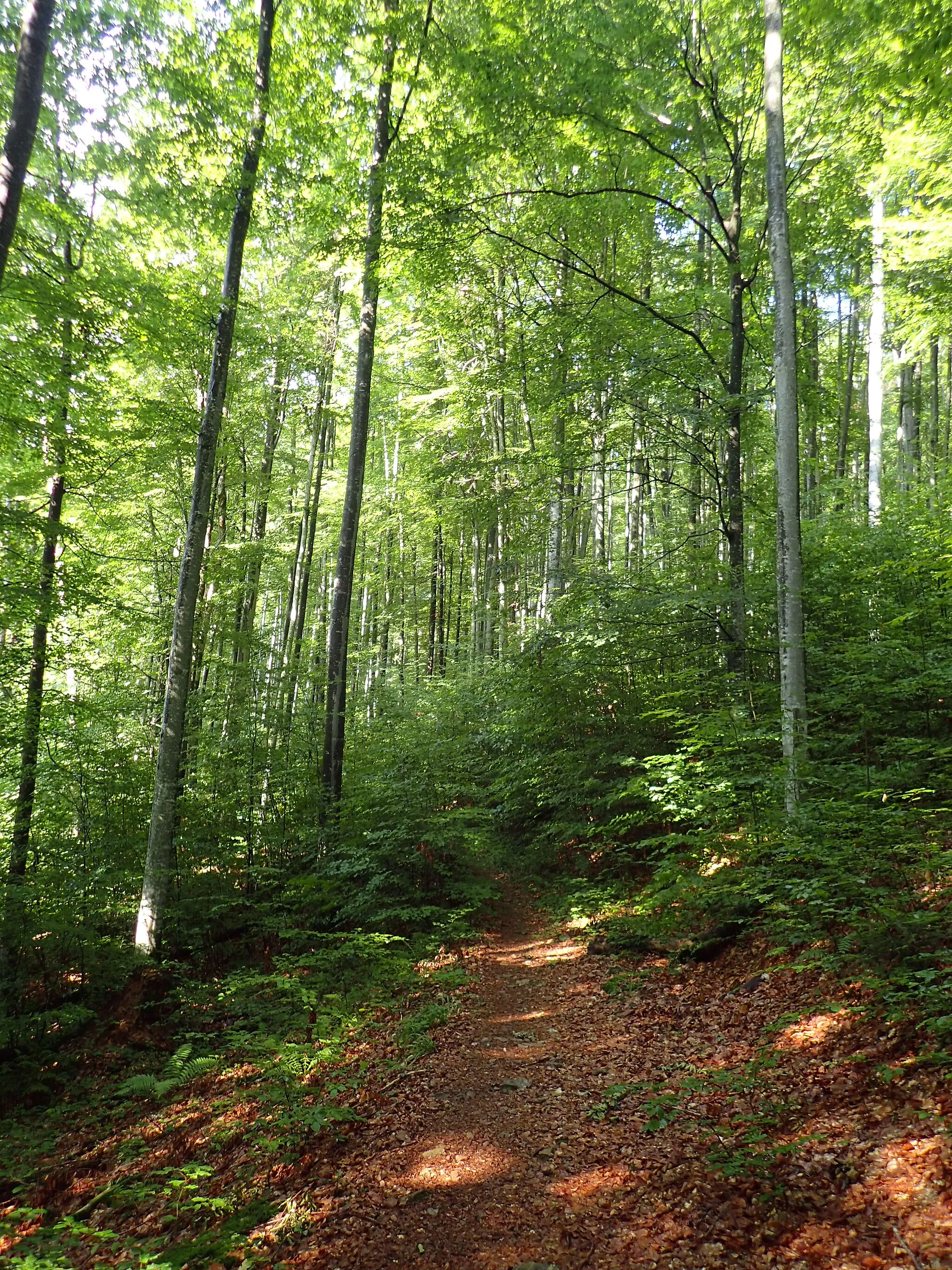 Photo showing: Beech forest near the Galbena Gorge (Romania)