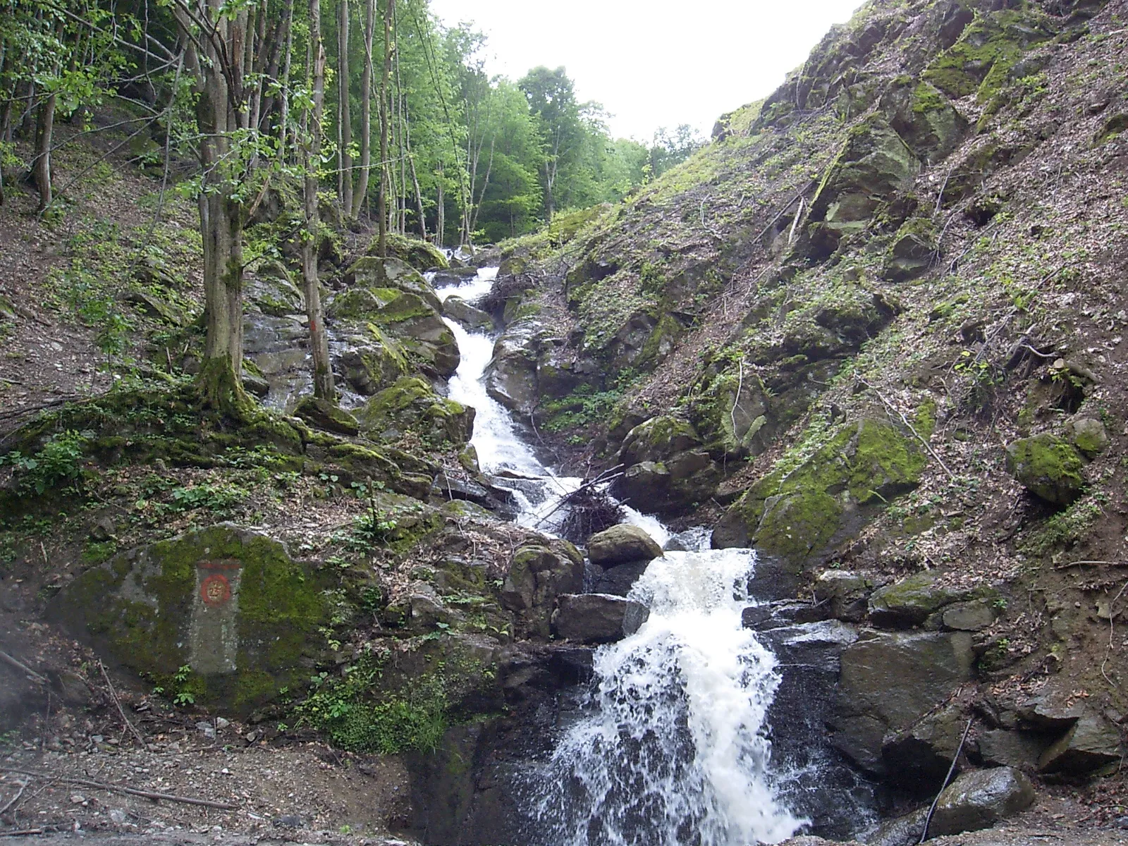 Photo showing: Pădurea Neagră, Bihor