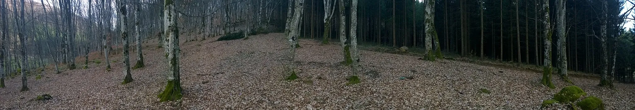 Photo showing: Two different forests, in Varciorog, Romania