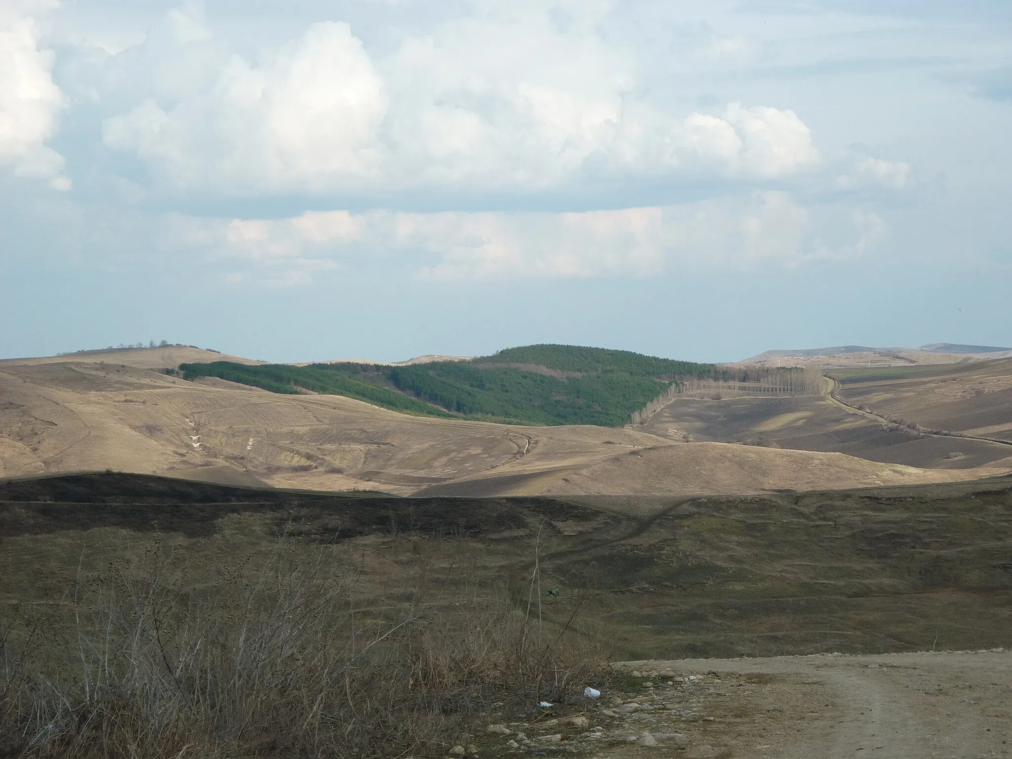 Photo showing: Pădurea Andiciului