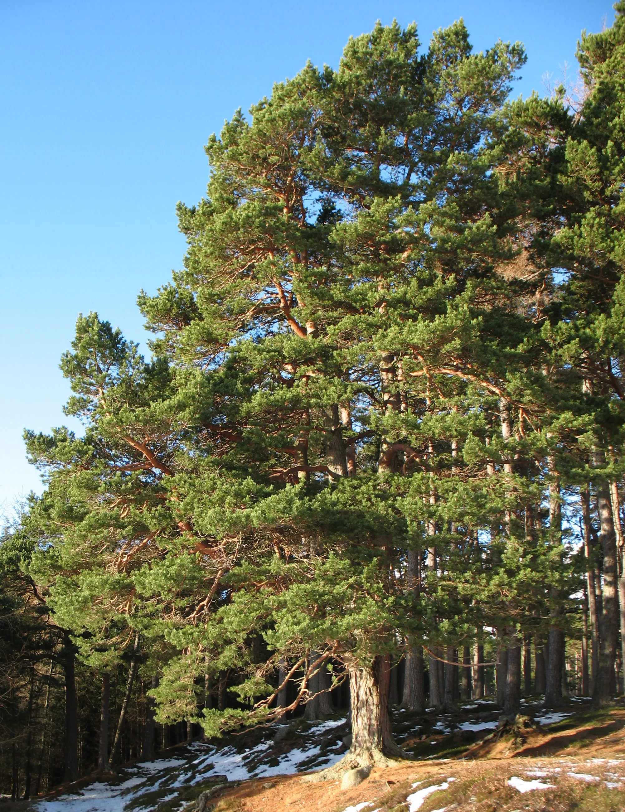 Photo showing: Pinus sylvestris, Spittal of Glenmuick, Cairngorm National Park, Scotland, 56°58'22"N 3°8'15"W, 400m altitude.