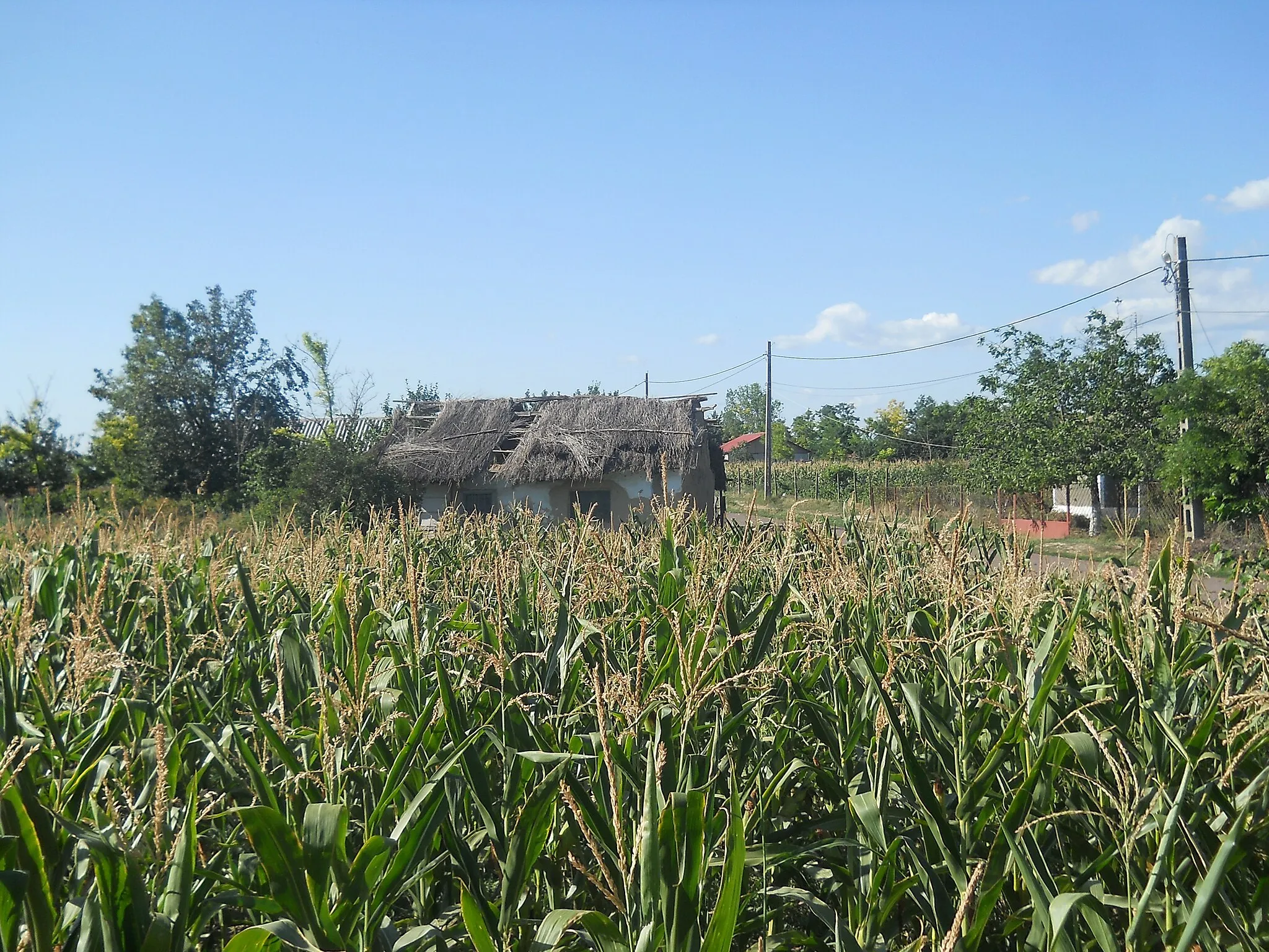 Photo showing: Imagine surprinsă în satul Sinoe.