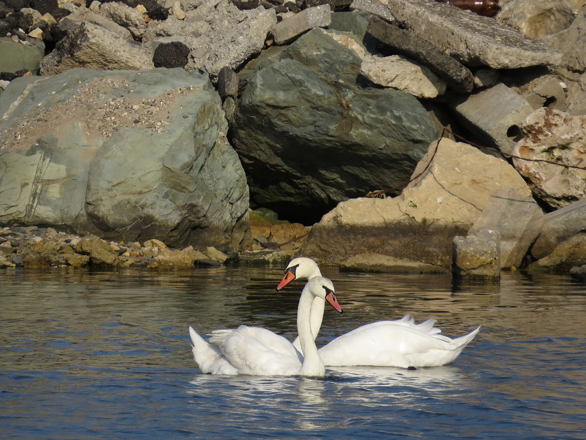 Photo showing: Two swans in the sea near Mangalia, Romania.