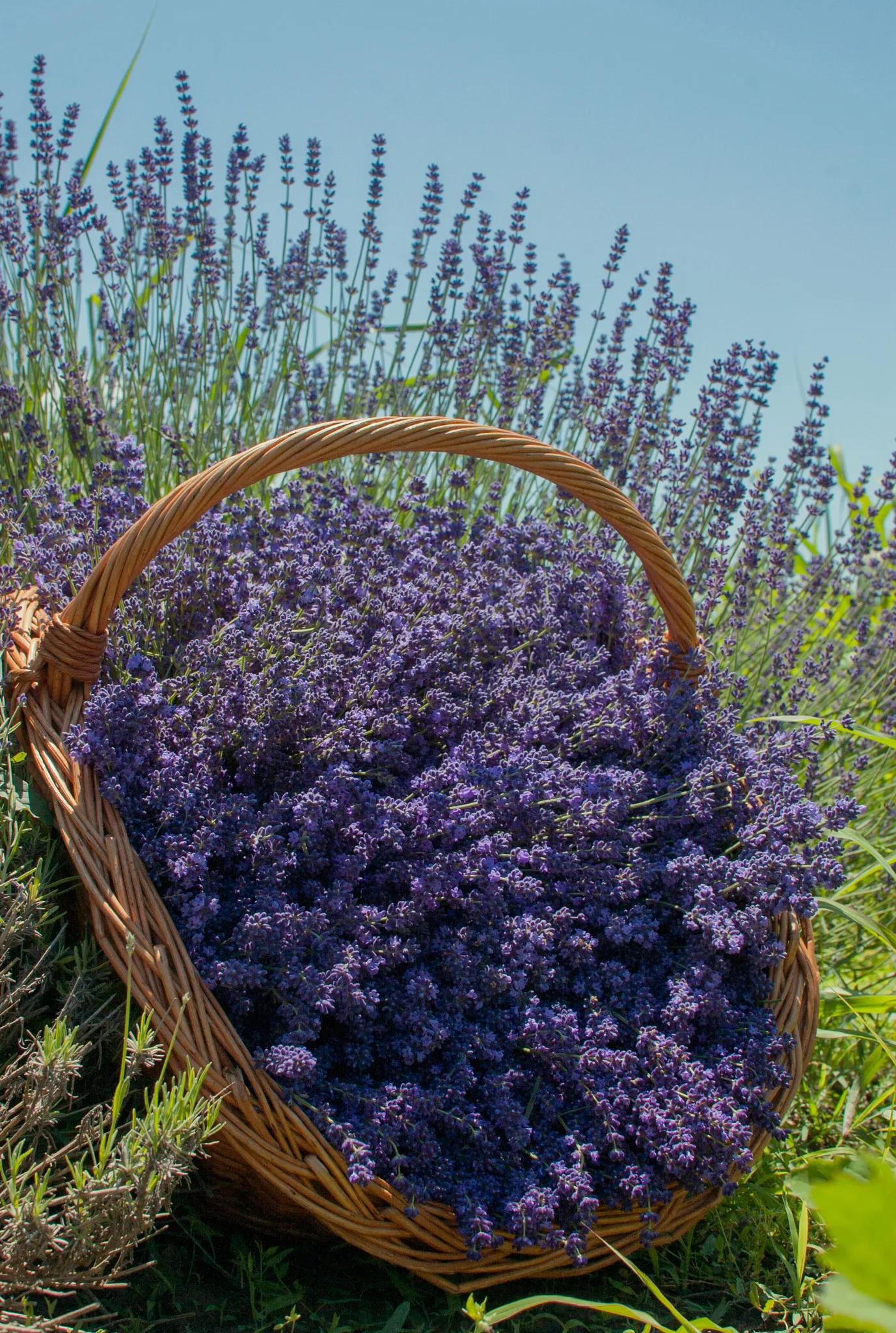 Photo showing: 500px provided description: Lavender [#landscape ,#nature ,#lavender]