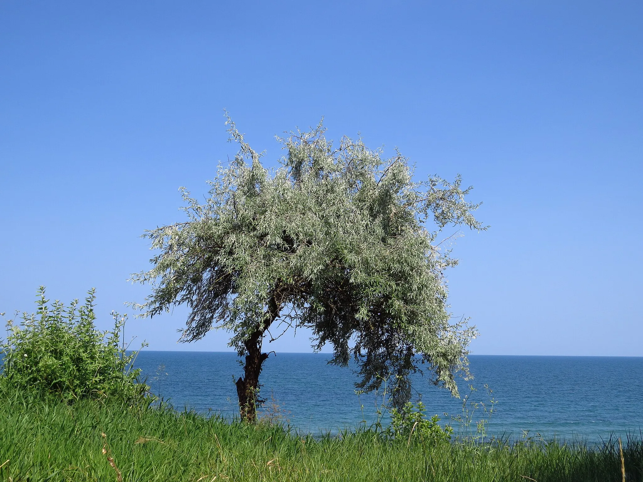 Photo showing: A tree on top of a cliff above the sea shore in Olimp, Romania.