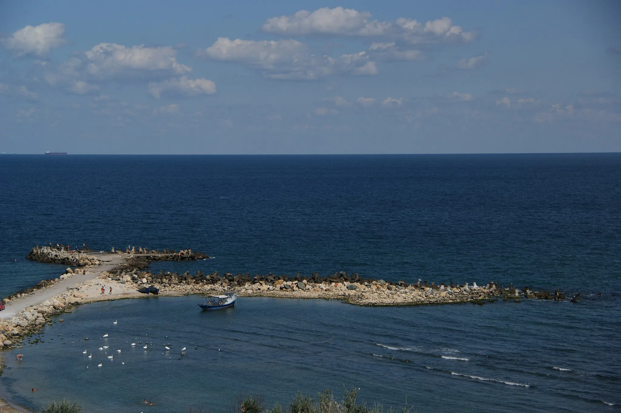 Photo showing: Swans swim freely in the Black Sea, Eforie Sud, Romania.