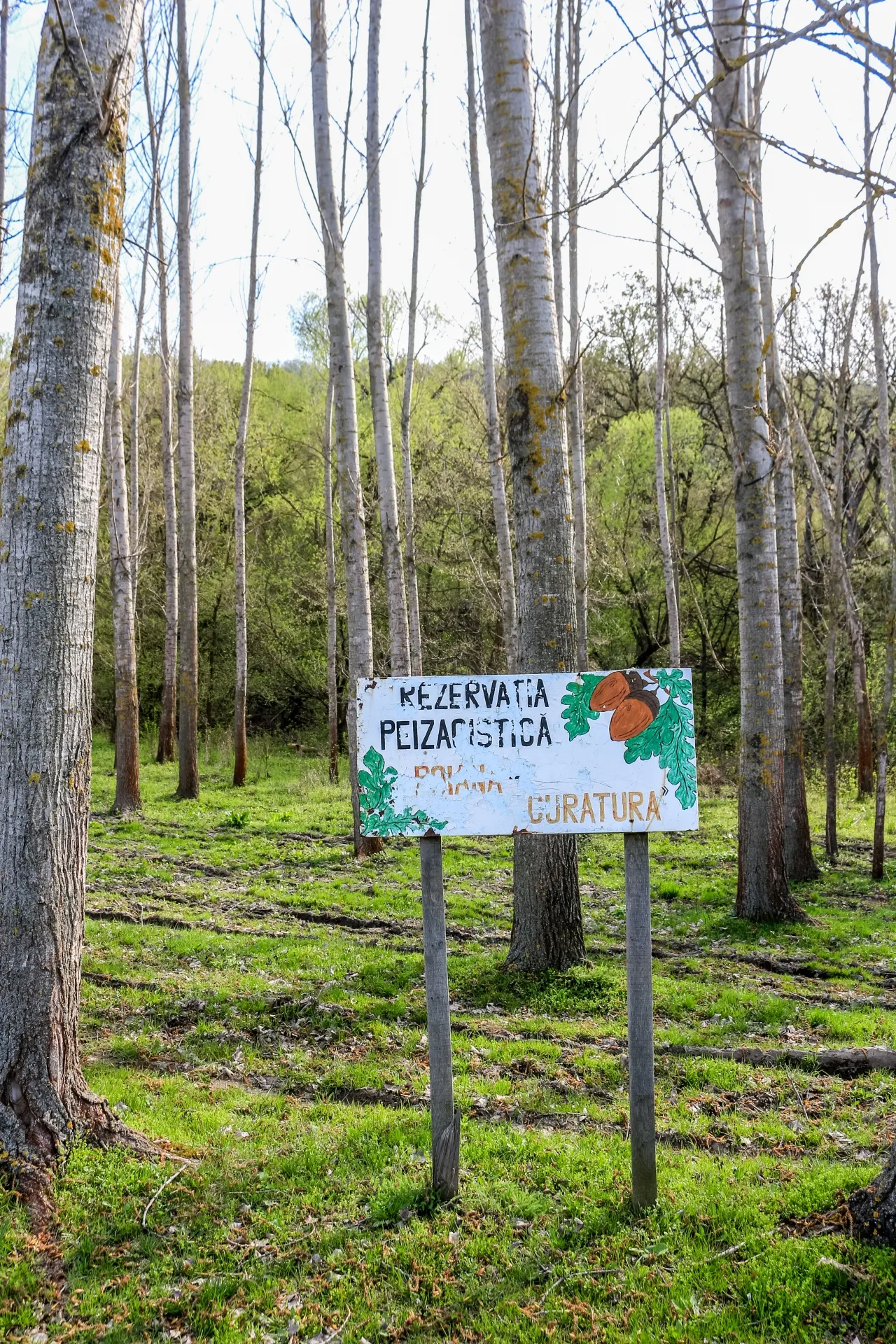 Photo showing: This is a photo of a natural heritage site in Moldova, id: