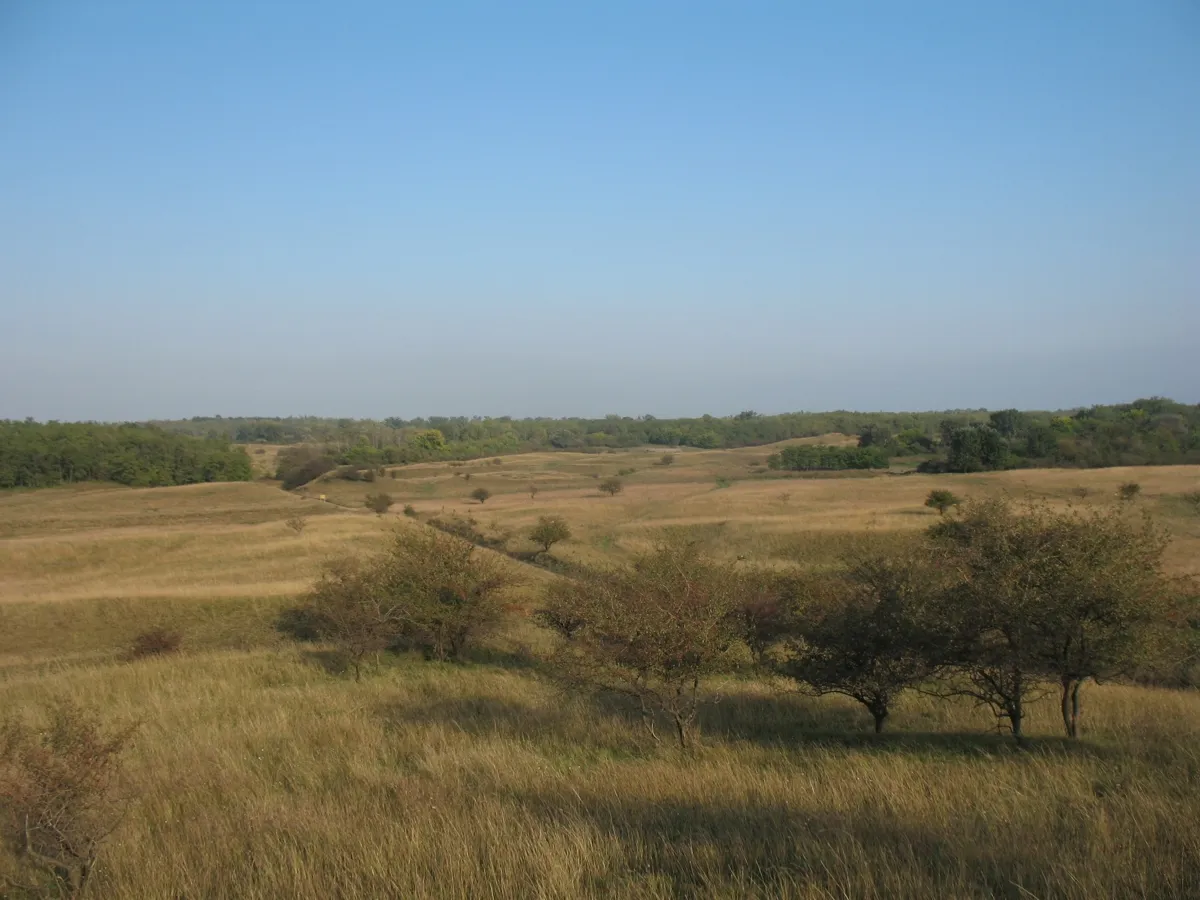 Photo showing: Deliblatska peščara, near Dolovo,Serbia.