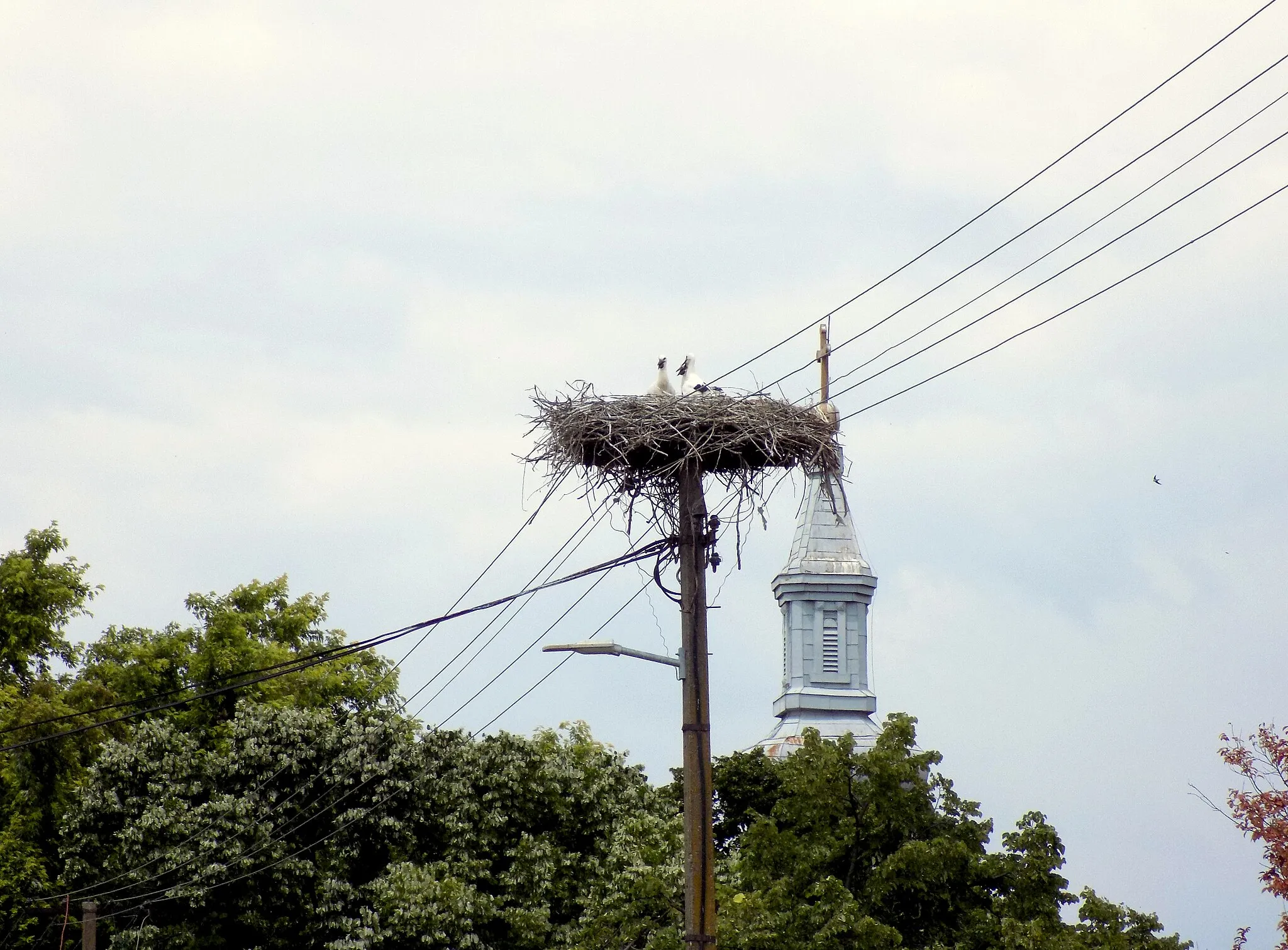 Photo showing: Stork's nest next to the church tower of Church of the Annunciation of the Holy Mother in Idvor. The storks are, by the way, one of the symbols of Idvor. There are dozens of nests in the village, made on chimneys and electric poles.