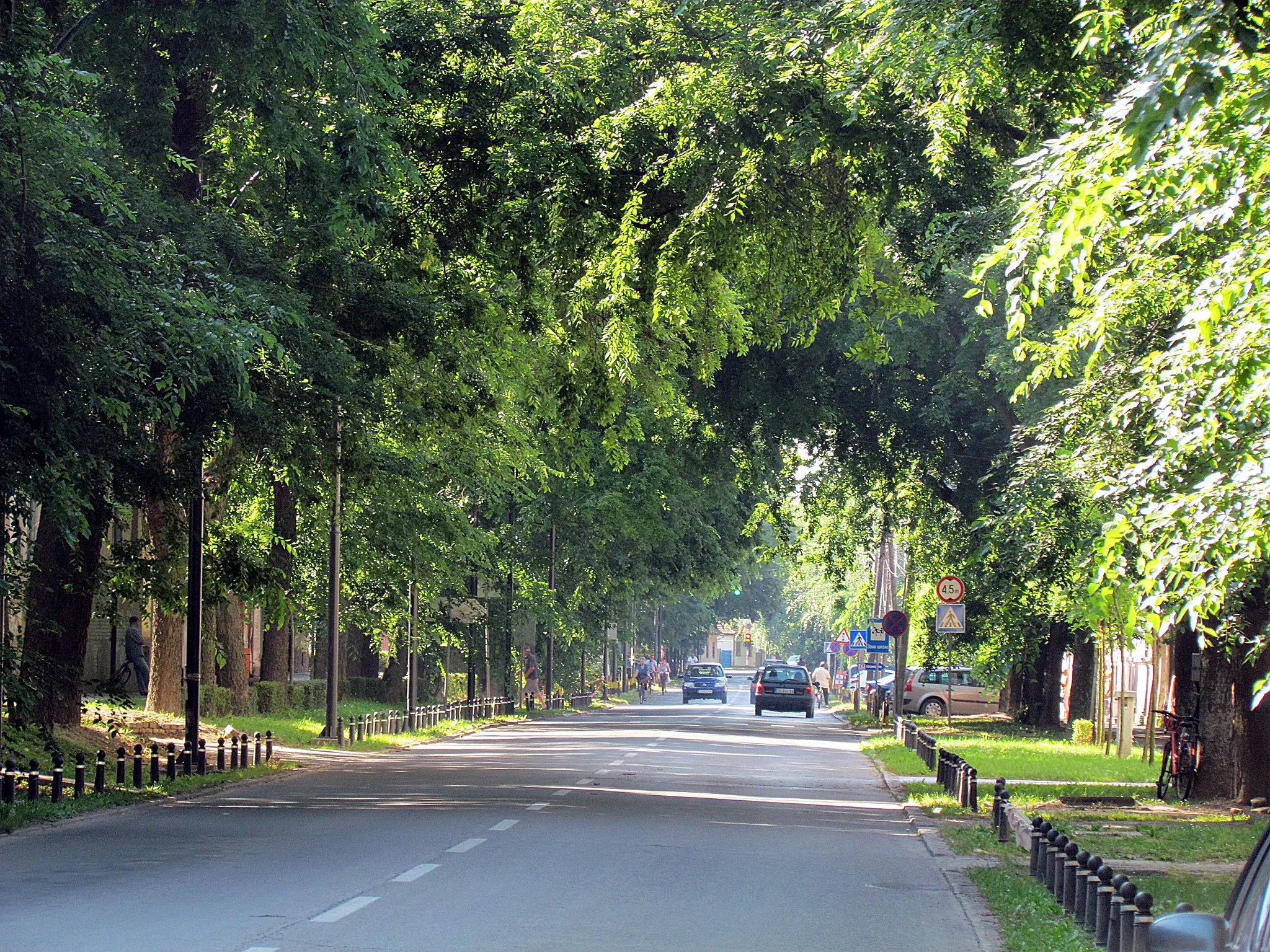 Photo showing: Street trees (Celtis occidentalis) in Sombor, Serbia