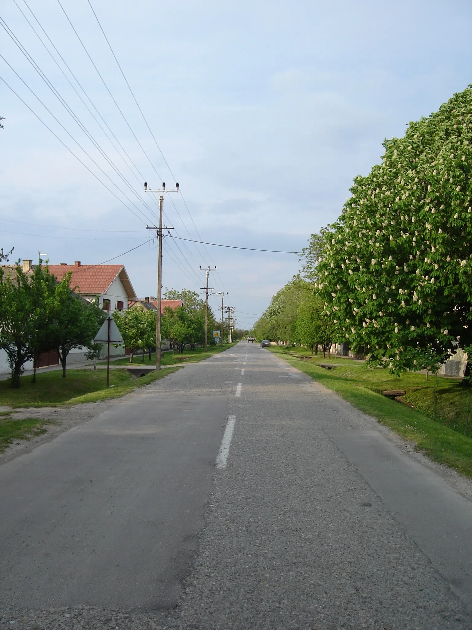 Photo showing: Marko Orešković street in Kolut.