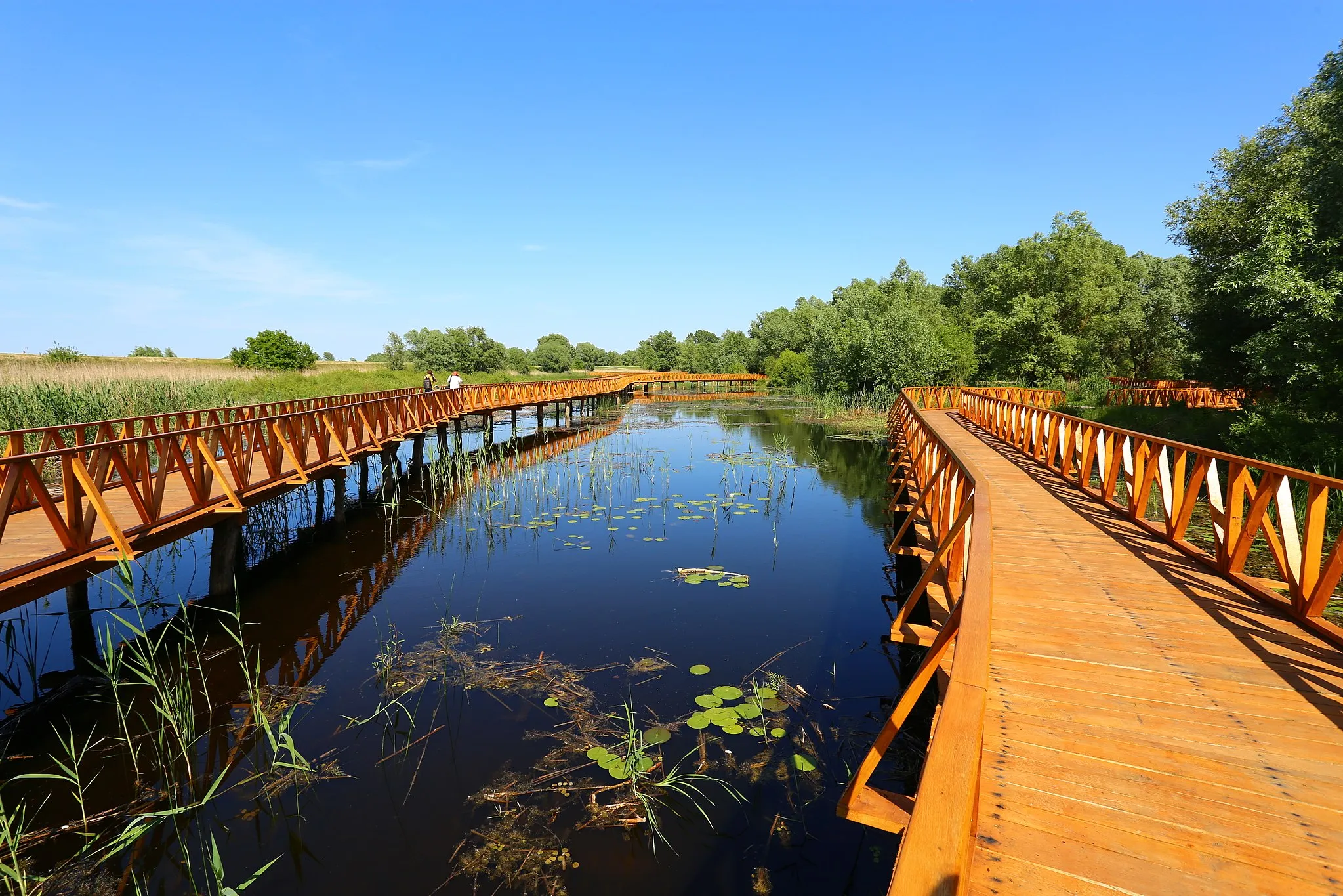 Photo showing: wooden trail you can take through Kopački rit near Osijek, Croatia