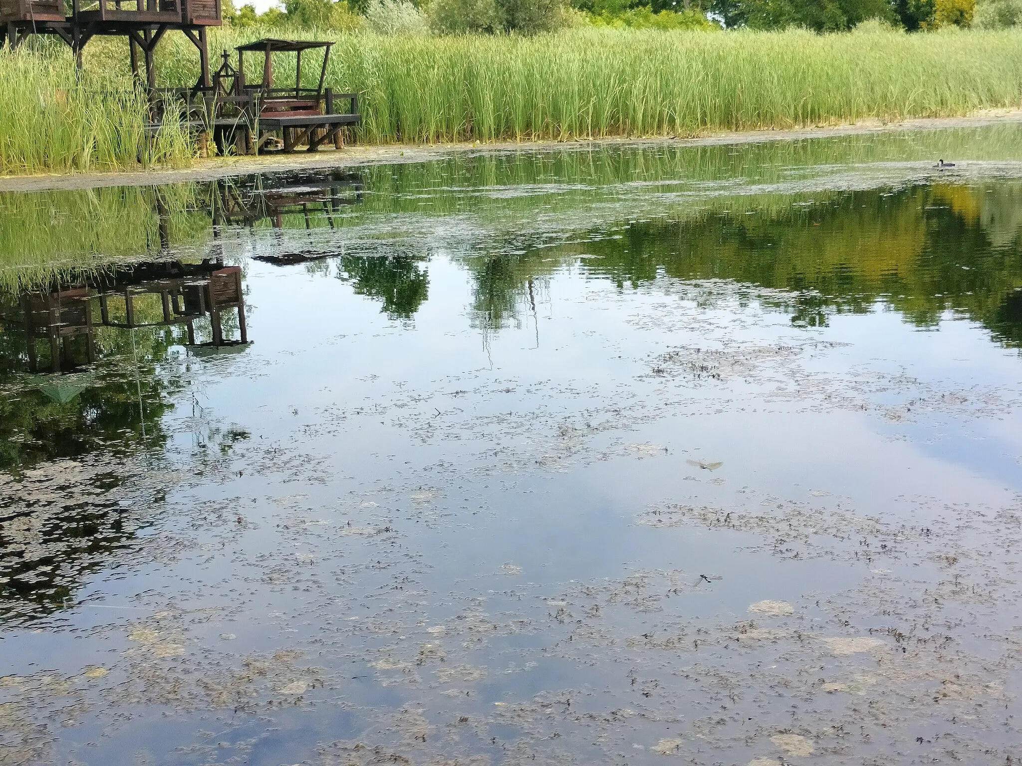 Photo showing: Специјални резерват природе Засавица