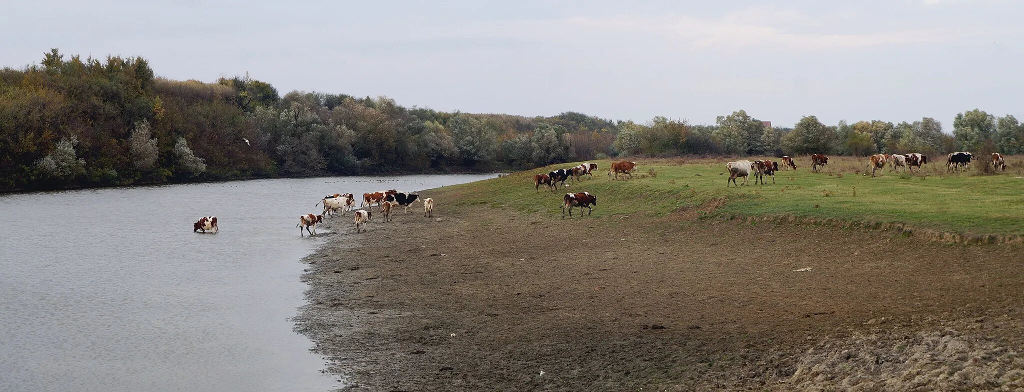 Photo showing: Cow herd at the banks of Timiș river (Serbian: Tamiš), in Serbian Banat, near Tomaševac