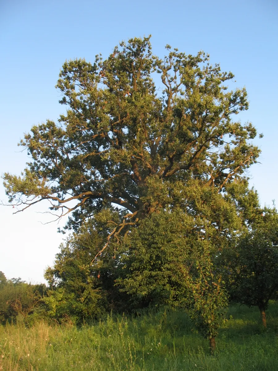 Photo showing: Zapis (Old sacred oak tree) in Mali Požarevac in Sopot municipality near Belgrade, Serbia.