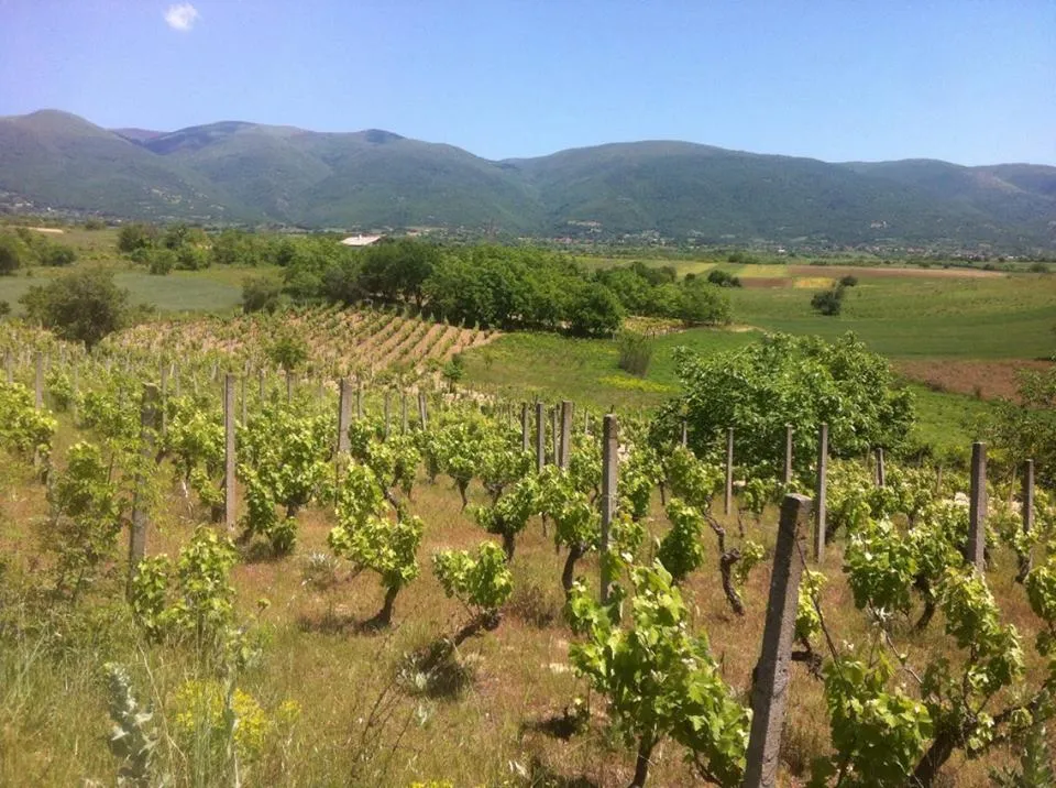 Photo showing: Vineyard in Rastanski lozja