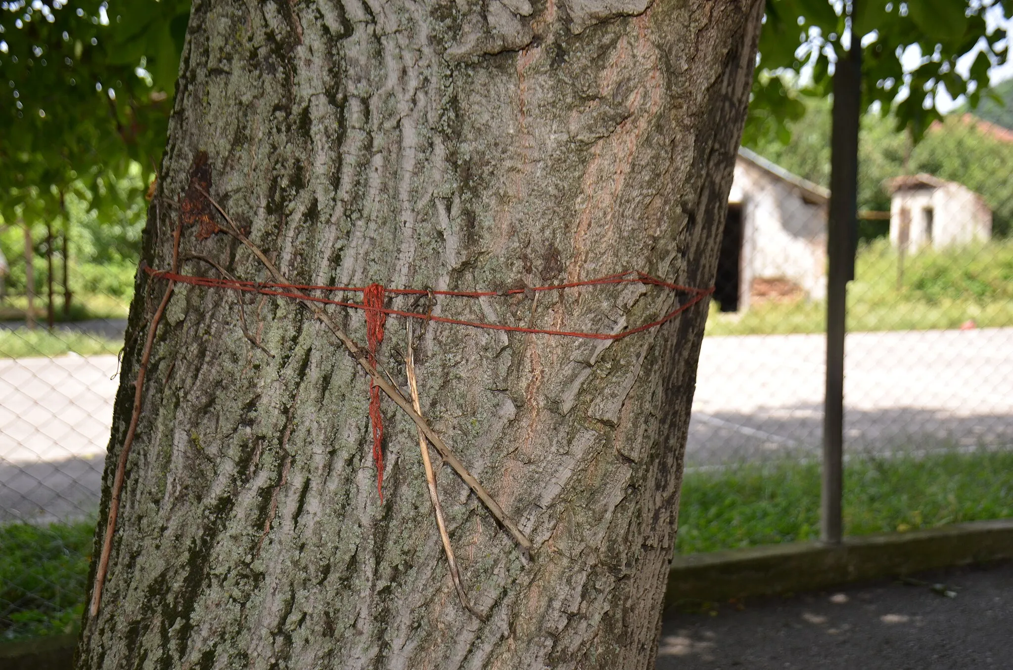 Photo showing: Zapis - Sacred Tree, Walnut in village Ugljarevo, municipality Trstenik, Serbia