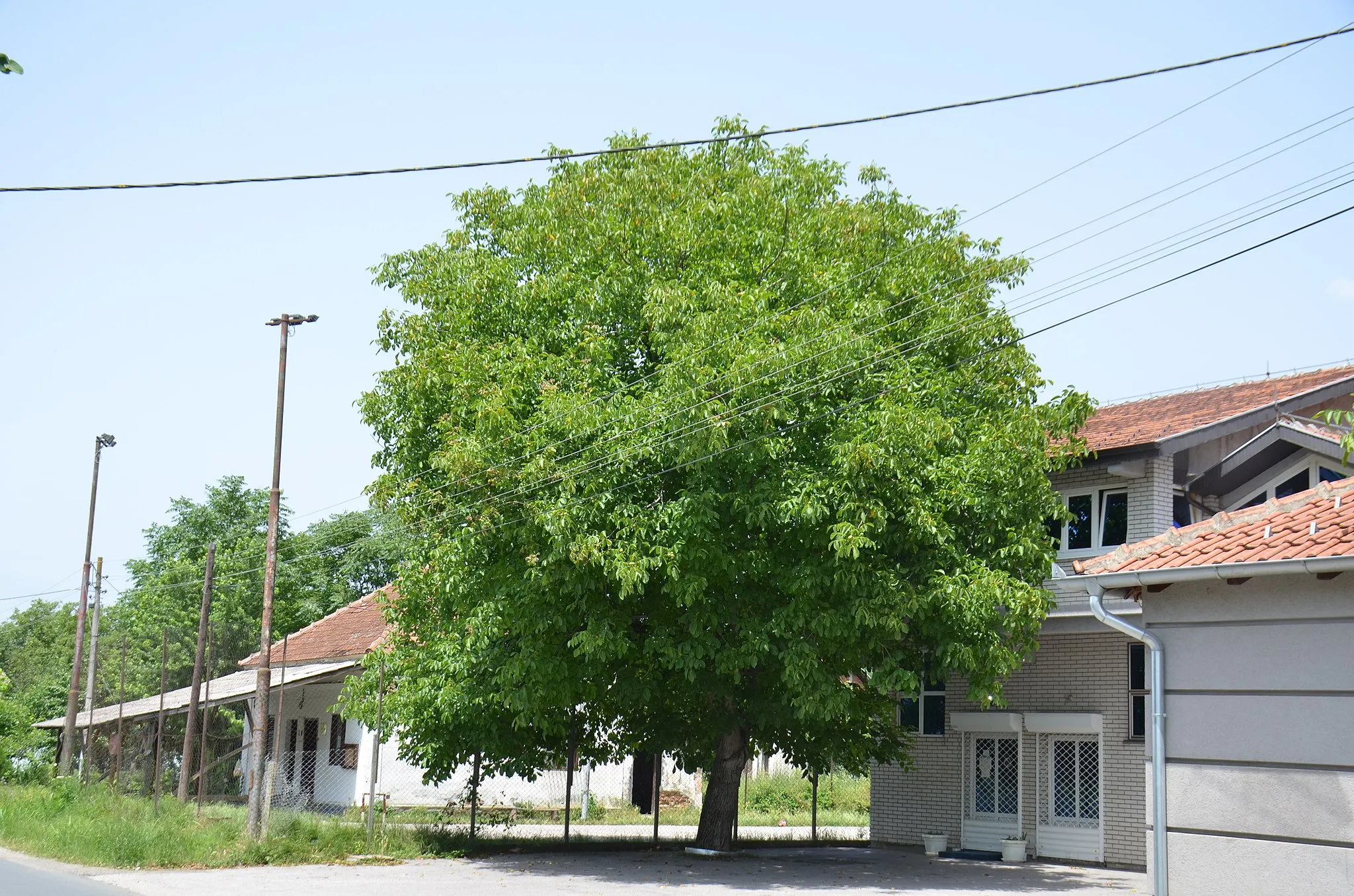 Photo showing: Zapis - Sacred Tree, Walnut in village Ugljarevo, municipality Trstenik, Serbia