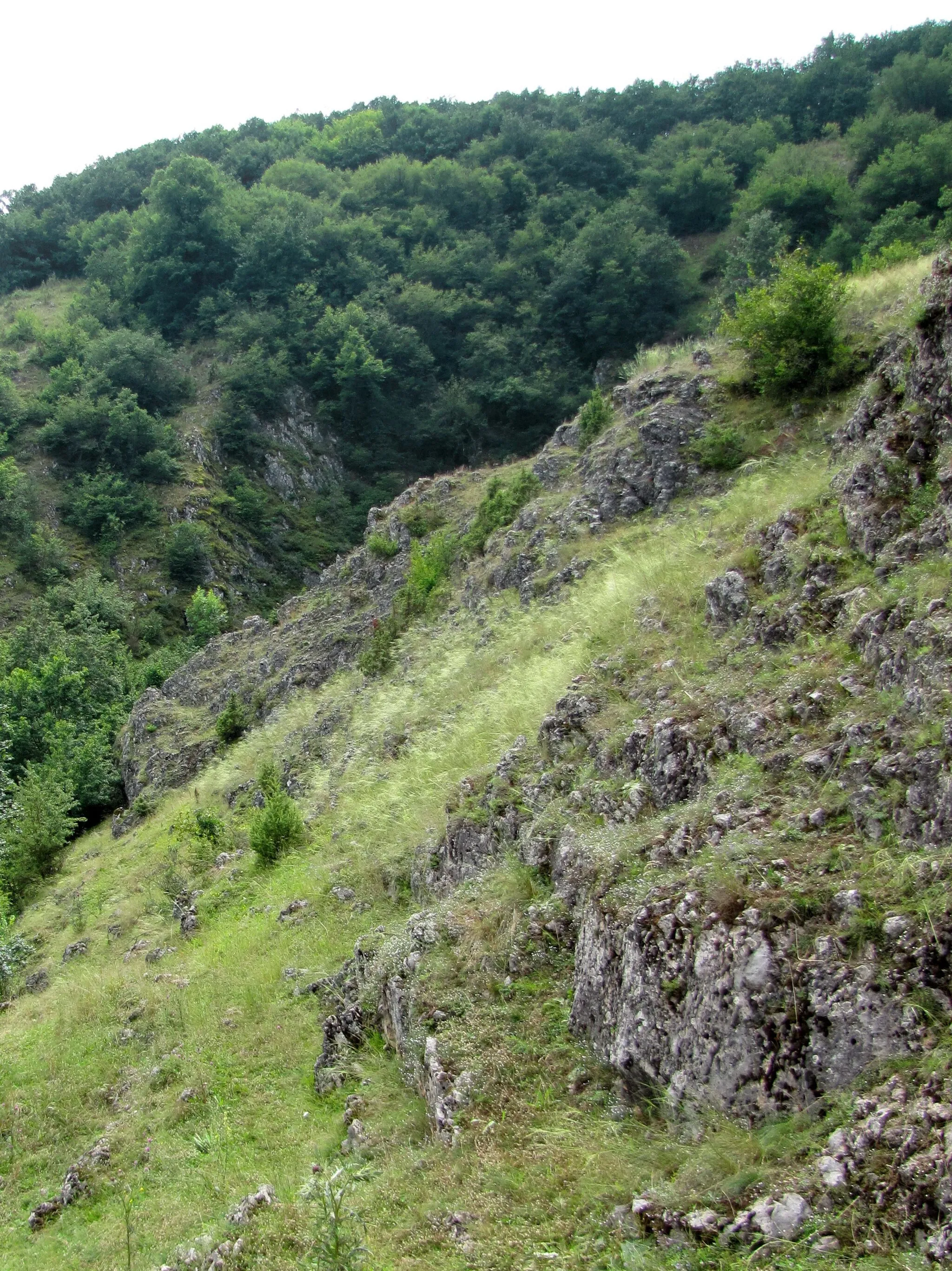 Photo showing: Vegetation near Godovska cave (Godovo, SW Serbia).