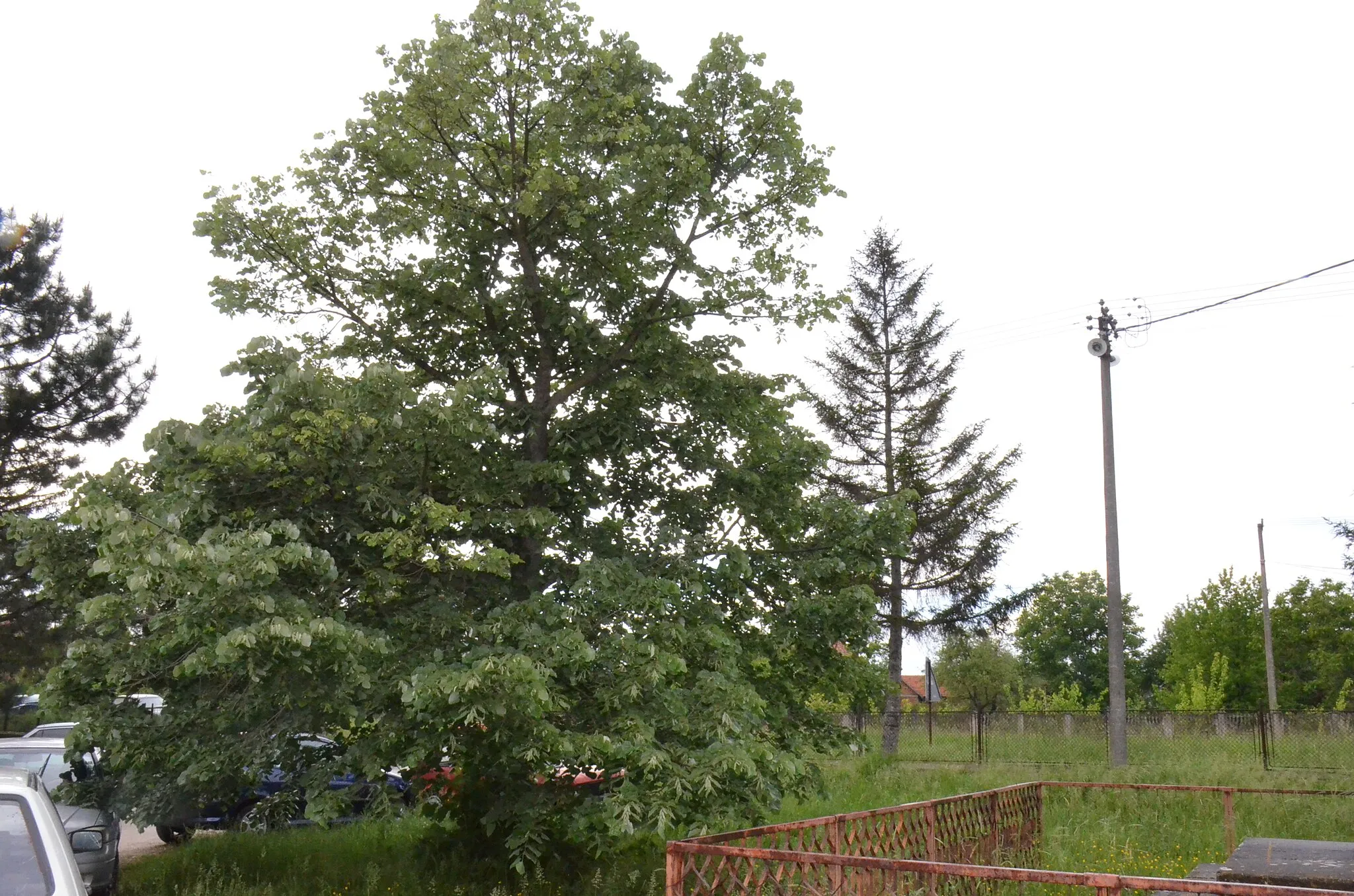 Photo showing: Zapis - Sacred Tree, Linden in village Donja Rača, municipality Rača, Serbia