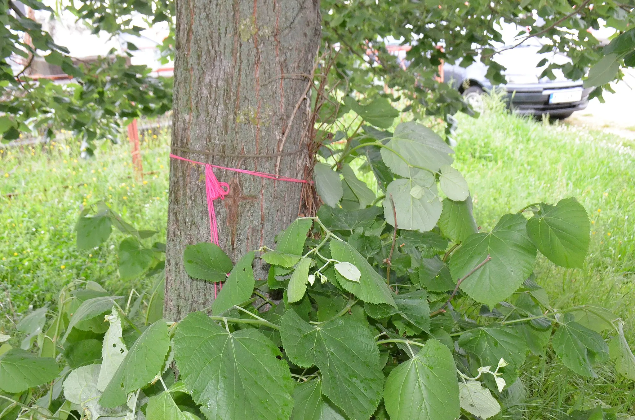 Photo showing: Zapis - Sacred Tree, Linden in village Donja Rača, municipality Rača, Serbia