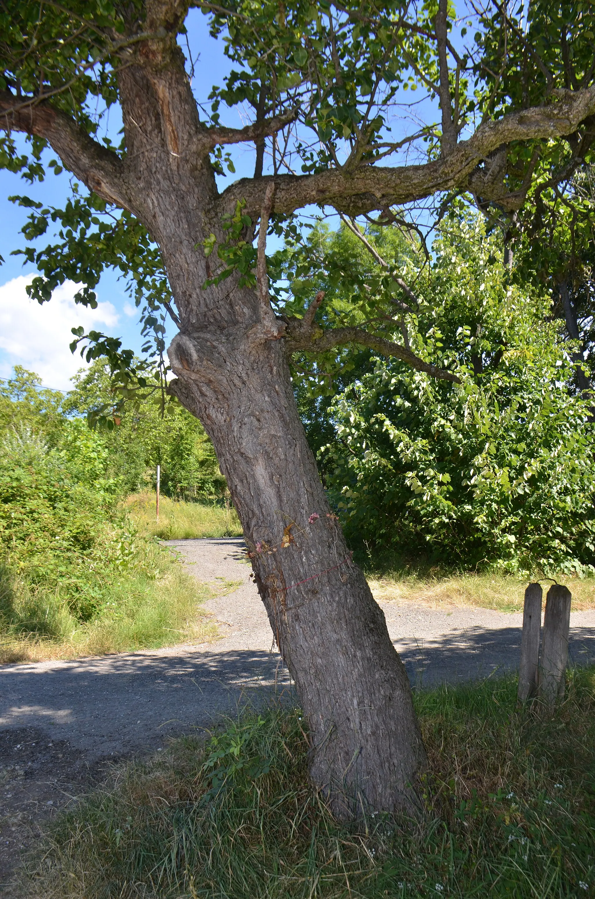 Photo showing: Zapis - Sacred Tree, Pear in village Slatina, municipality Jagodina, Serbia