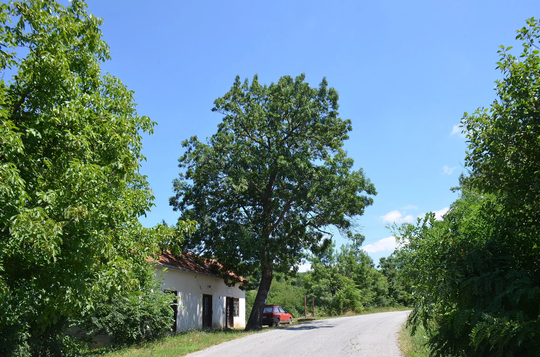 Photo showing: Zapis - Sacred Tree, Ash in village Sumorovac, municipality Knić, Serbia
