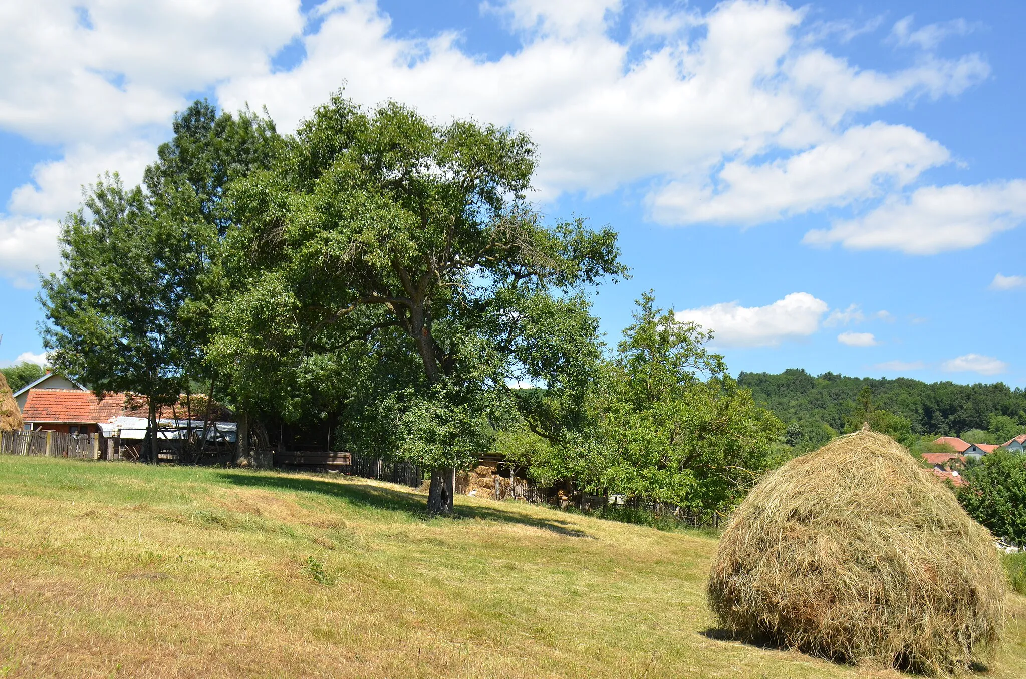 Photo showing: Zapis - Sacred Tree, Pear in village Cikot, municipality Rekovac, Serbia