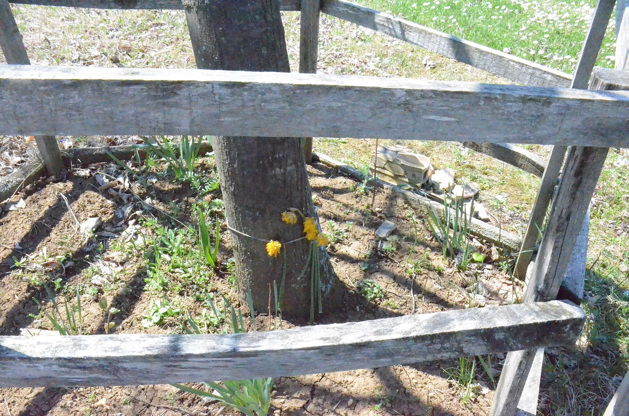 Photo showing: Zapis - Sacred Tree, Linden in village Božurnja, municipality Topola, Serbia