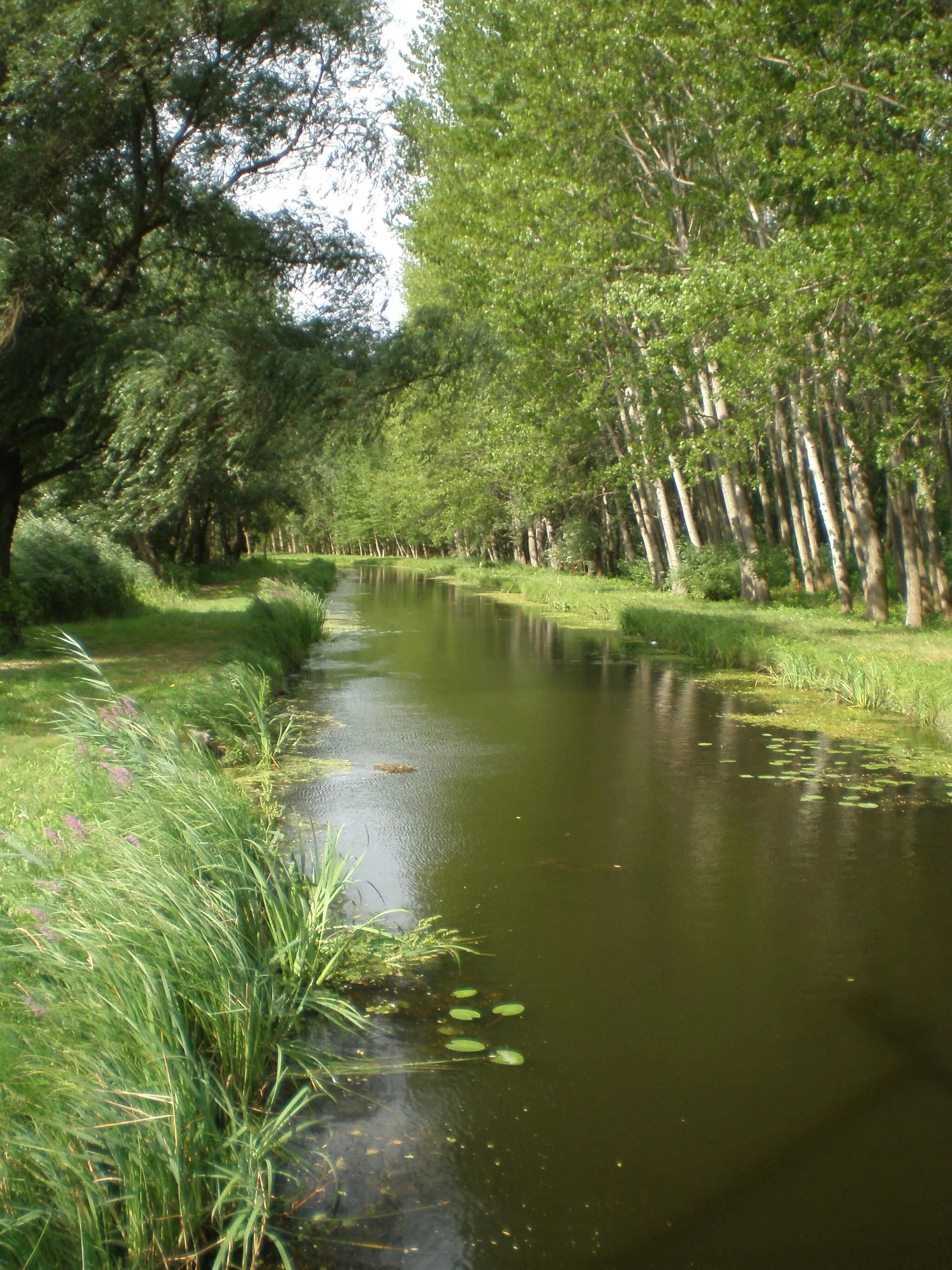 Photo showing: A Szigetköz Győrladamér közelében (Győr-Moson-Sopron megye, Magyarország)