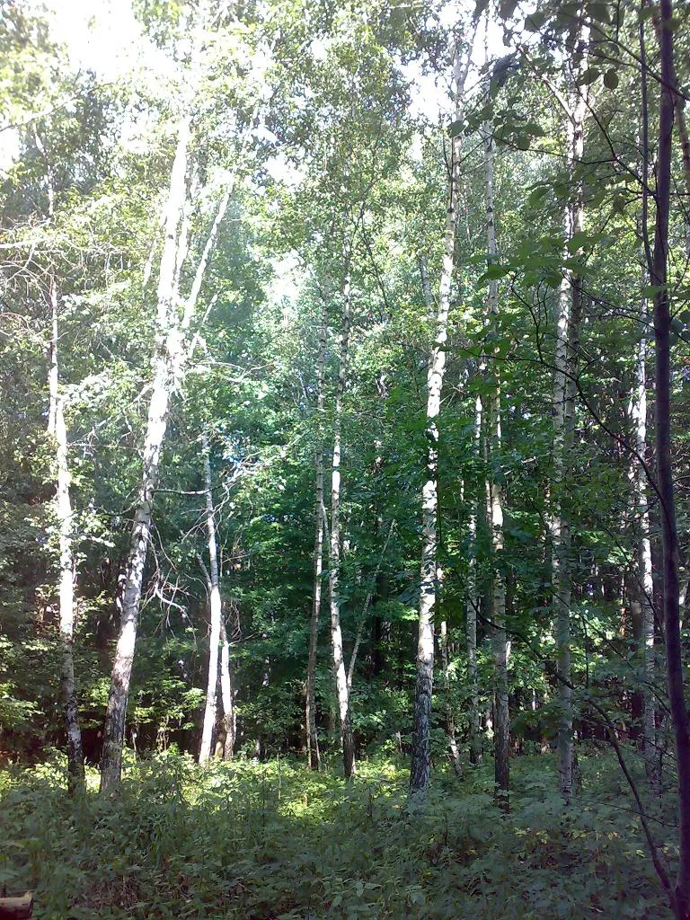 Photo showing: Birch trees at the site of the accident.