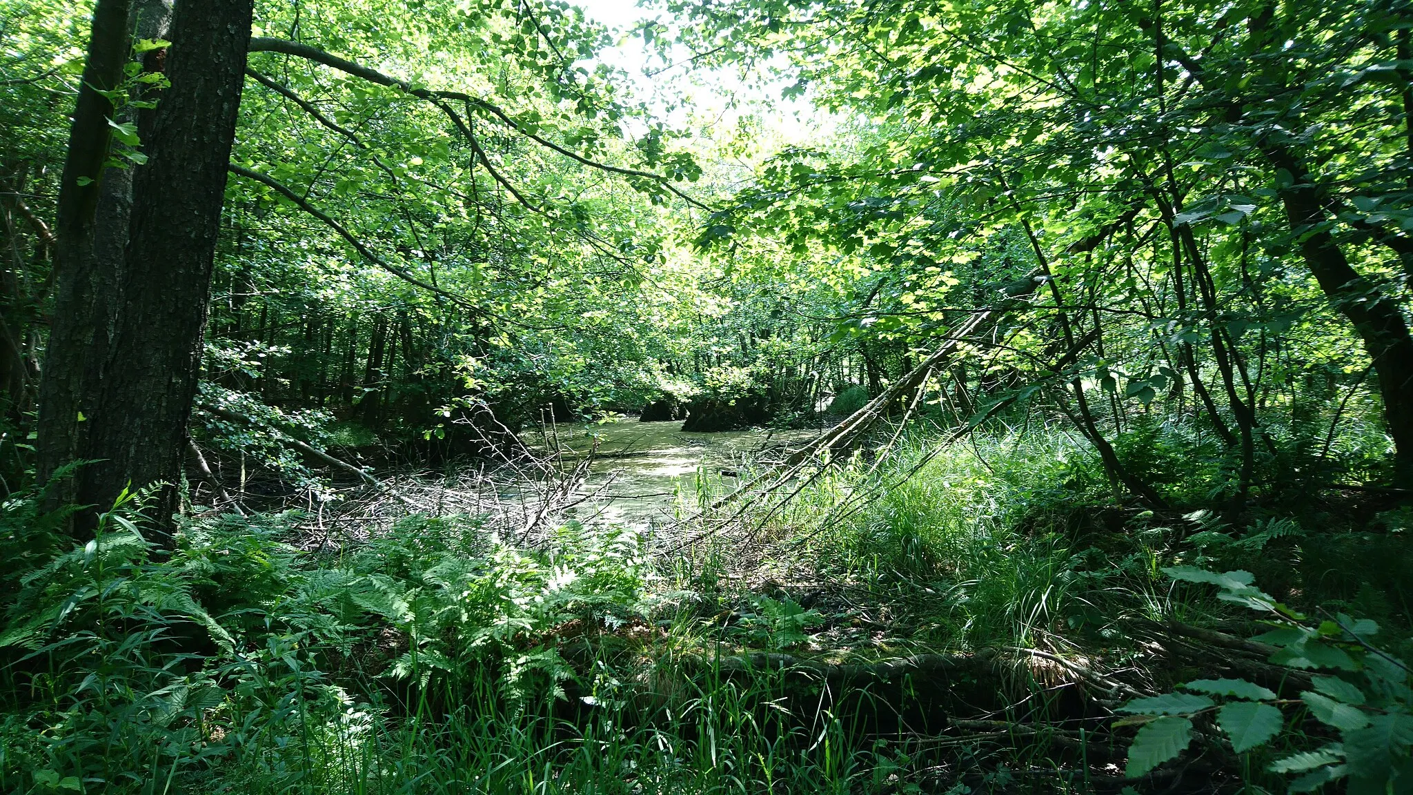 Photo showing: Jurské jazero in de Kleine Karpaten