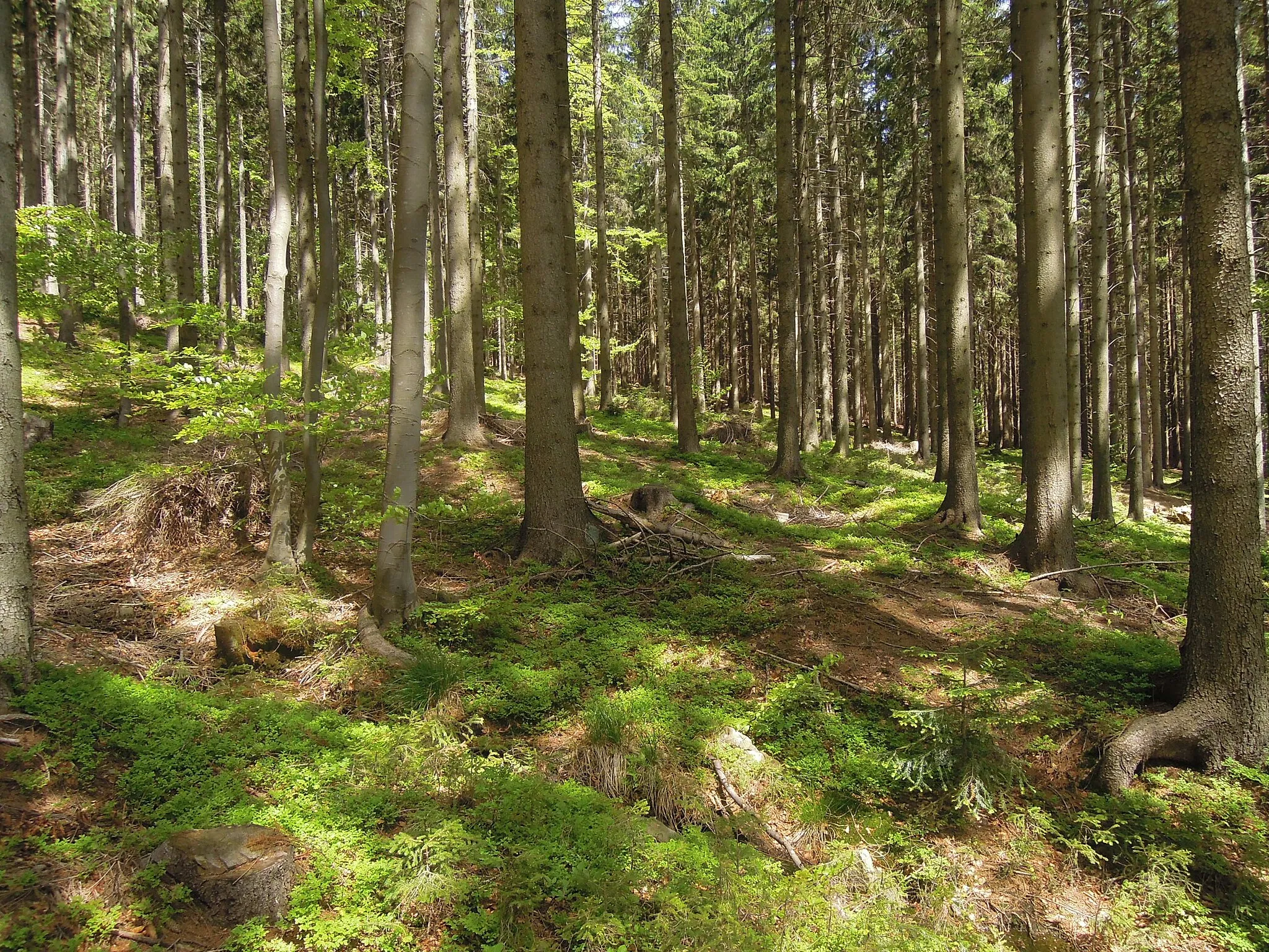 Photo showing: Kladnatá - Grapy natural monument in Horní Bečva, Vsetín District, Zlín Region, Czech Republic