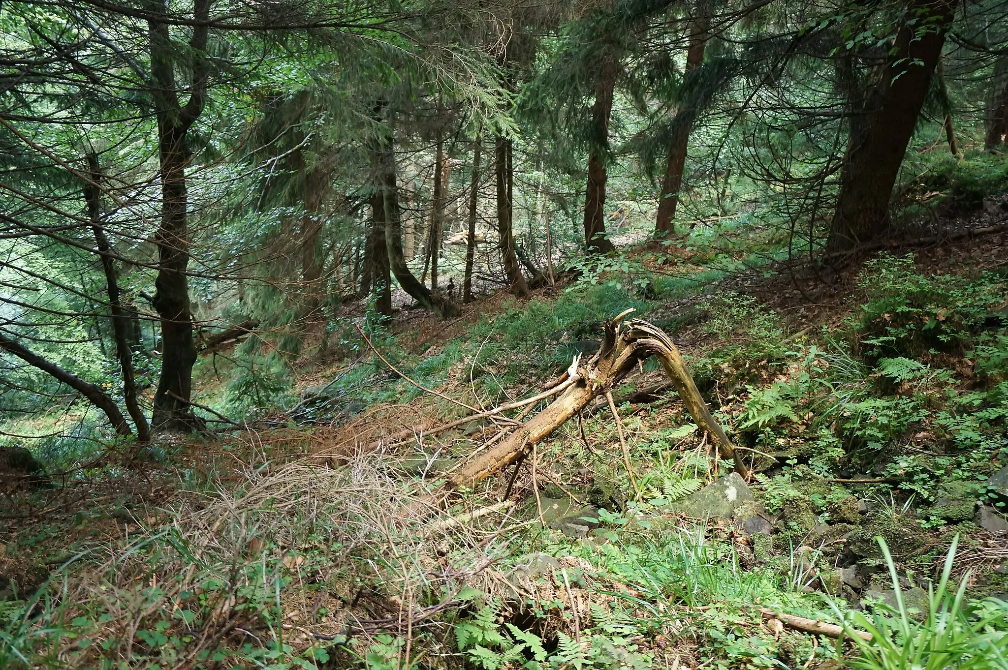 Photo showing: PR Zimný potok nad obcí Krásná, Moravskoslezské Beskydy