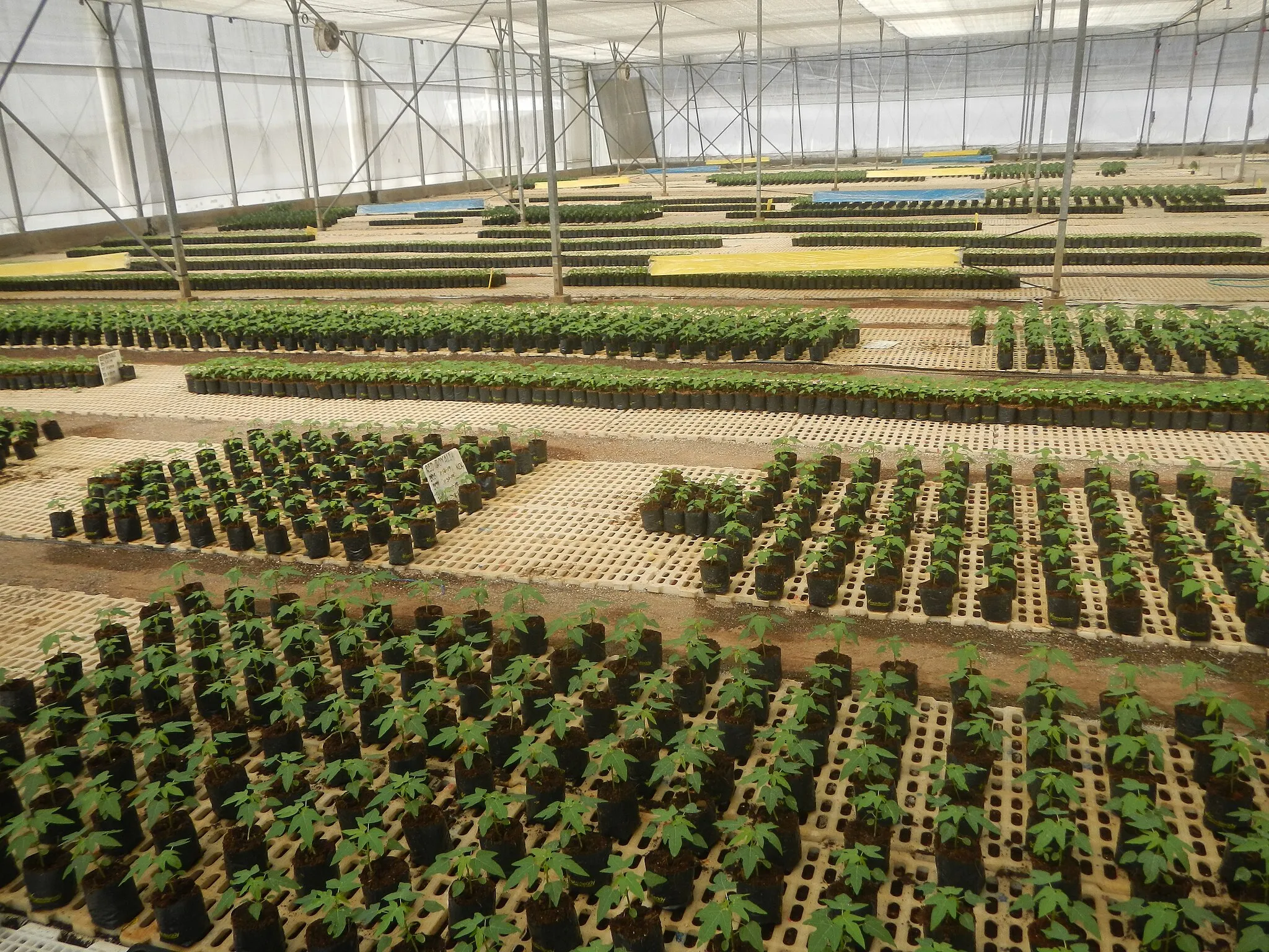 Photo showing: Seed trays in the Philippines Mats in the Philippines Coconut fibres from the Philippines Technological production of seedlings - Greenhouses - Plant nurseries (Farm Ready Seedling Facility - East-West Seed Philippines, San Rafael, Bulacan) East-West Philippines, Farm Ready Seedling Facility (Capihan, San Rafael, Bulacan) inaugurated July 30, 2008 PSOM, EVD Program for Cooperation with Emerging Markets (PSOM). Emerging market in Barangay Capihan, San Rafael 14°59'54"N   120°55'45"E beside Sampaloc 14°58'30"N   120°55'25"E, San Rafael, Bulacan East-West Seed 14°58'30"N   120°55'25"E (Note: Judge Florentino Floro, the owner, to repeat, Donor Florentino Floro of all these photos hereby donate gratuitously, freely and unconditionally Judge Floro all these photos to and for Wikimedia Commons, exclusively, for public use of the public domain, and again without any condition whatsoever).