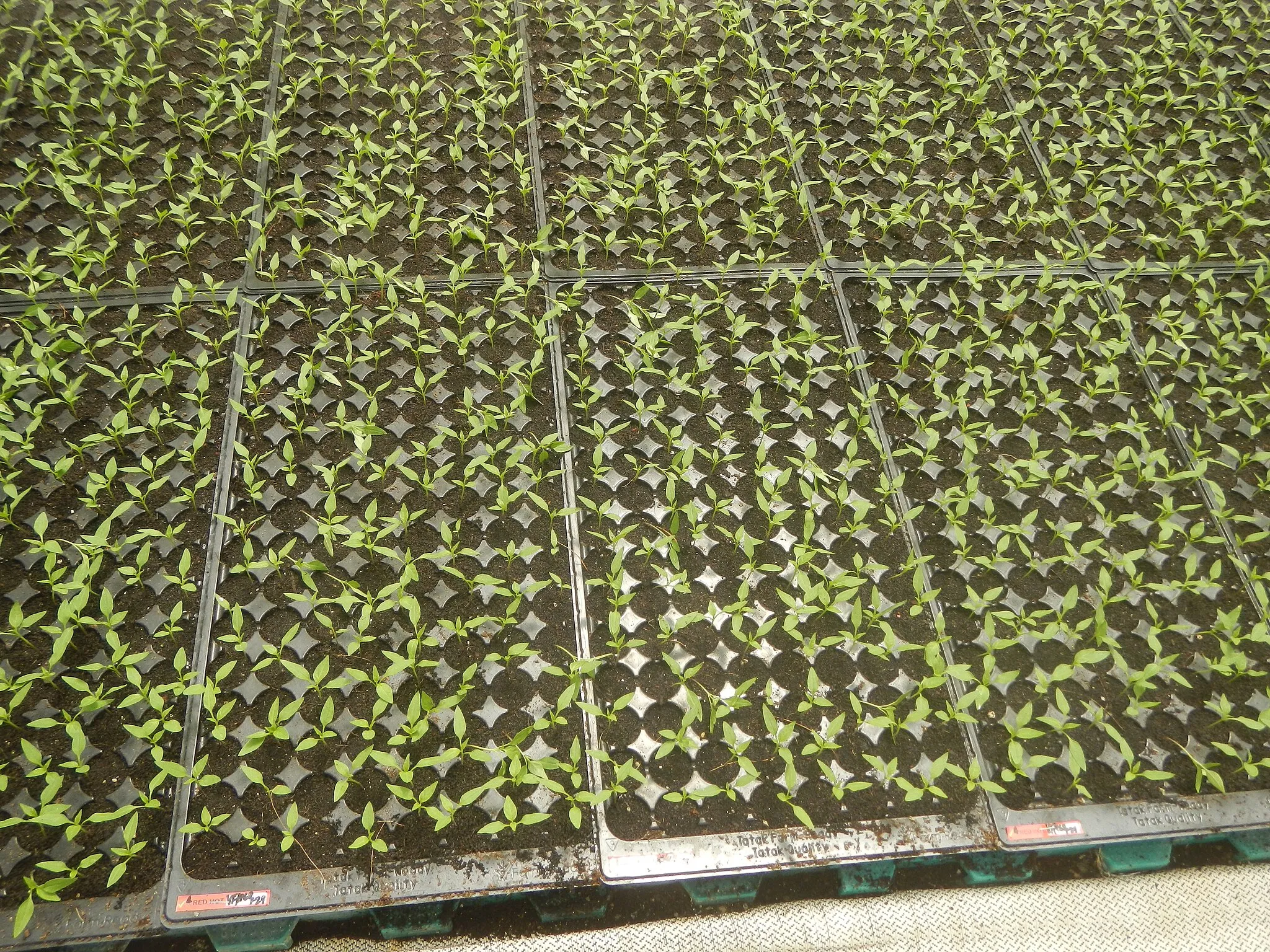 Photo showing: Seed trays in the Philippines Mats in the Philippines Coconut fibres from the Philippines Technological production of seedlings - Greenhouses - Plant nurseries (Farm Ready Seedling Facility - East-West Seed Philippines, San Rafael, Bulacan) East-West Philippines, Farm Ready Seedling Facility (Capihan, San Rafael, Bulacan) inaugurated July 30, 2008 PSOM, EVD Program for Cooperation with Emerging Markets (PSOM). Emerging market in Barangay Capihan, San Rafael 14°59'54"N   120°55'45"E beside Sampaloc 14°58'30"N   120°55'25"E, San Rafael, Bulacan East-West Seed 14°58'30"N   120°55'25"E (Note: Judge Florentino Floro, the owner, to repeat, Donor Florentino Floro of all these photos hereby donate gratuitously, freely and unconditionally Judge Floro all these photos to and for Wikimedia Commons, exclusively, for public use of the public domain, and again without any condition whatsoever).