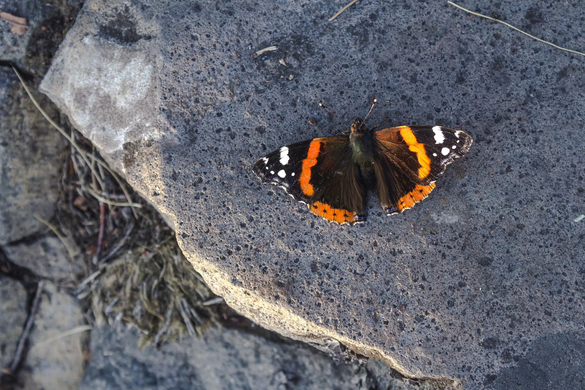 Photo showing: 500px provided description: Butterfly on rock. SLovakia is beautuful, 
isnt it?

Visit me on Instagram for more []