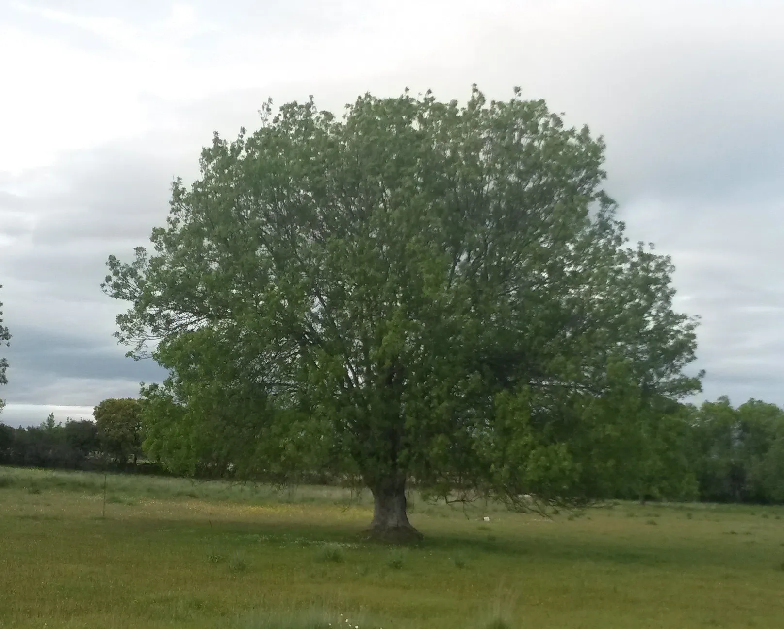 Photo showing: Ejemplar de fresno (Colmenar Viejo) (España)