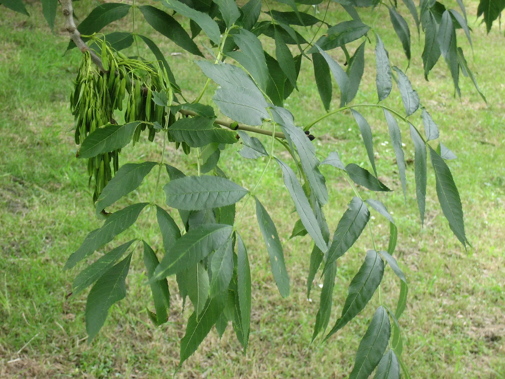 Photo showing: Fraxinus excelsior foliage and seeds. Jesmond Dene, Newcastle, Northumberland, UK; August 2005.