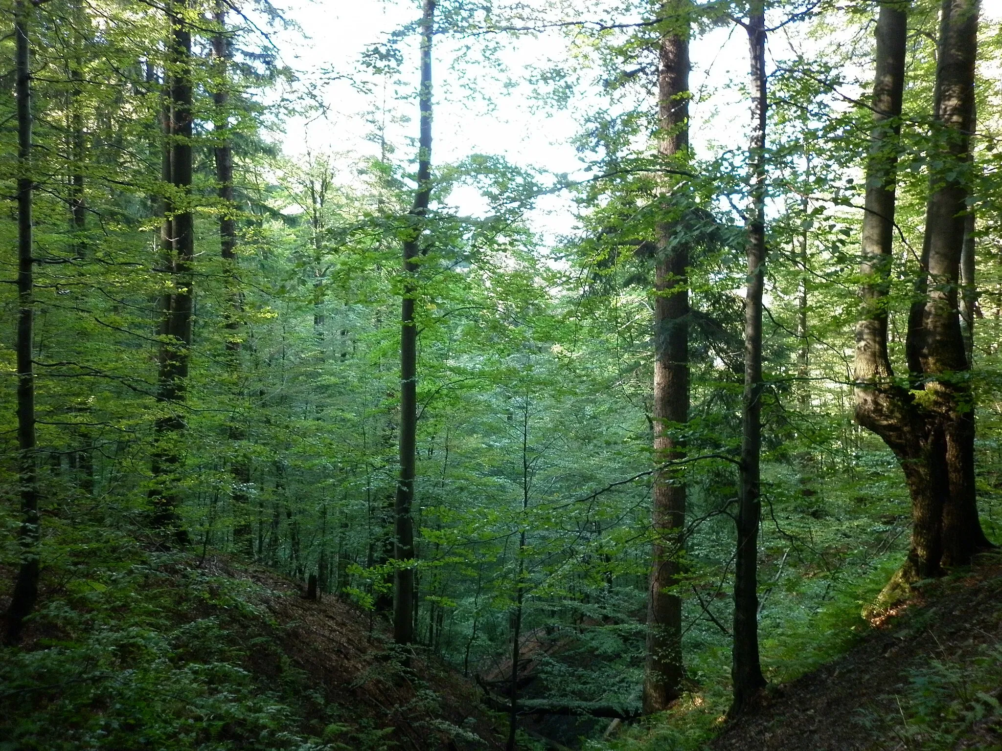 Photo showing: Nature reserve "Mazácký Grúnik" in Frýdek-Místek District, Czech Republic. Old carpathian forest with beech, spruce and fir.