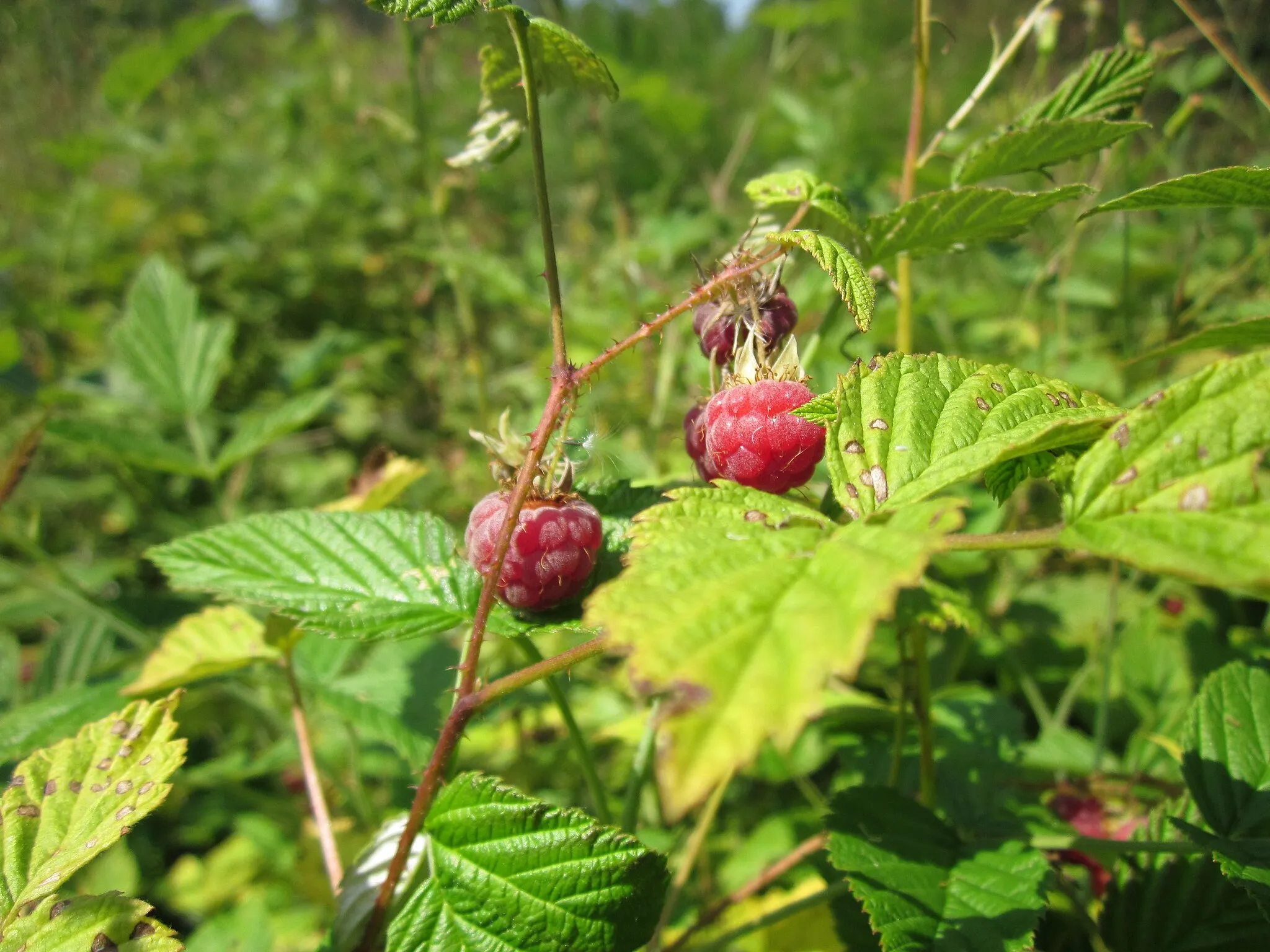Photo showing: Himbeere (Rubus idaeus) in der Schwetzinger Hardt