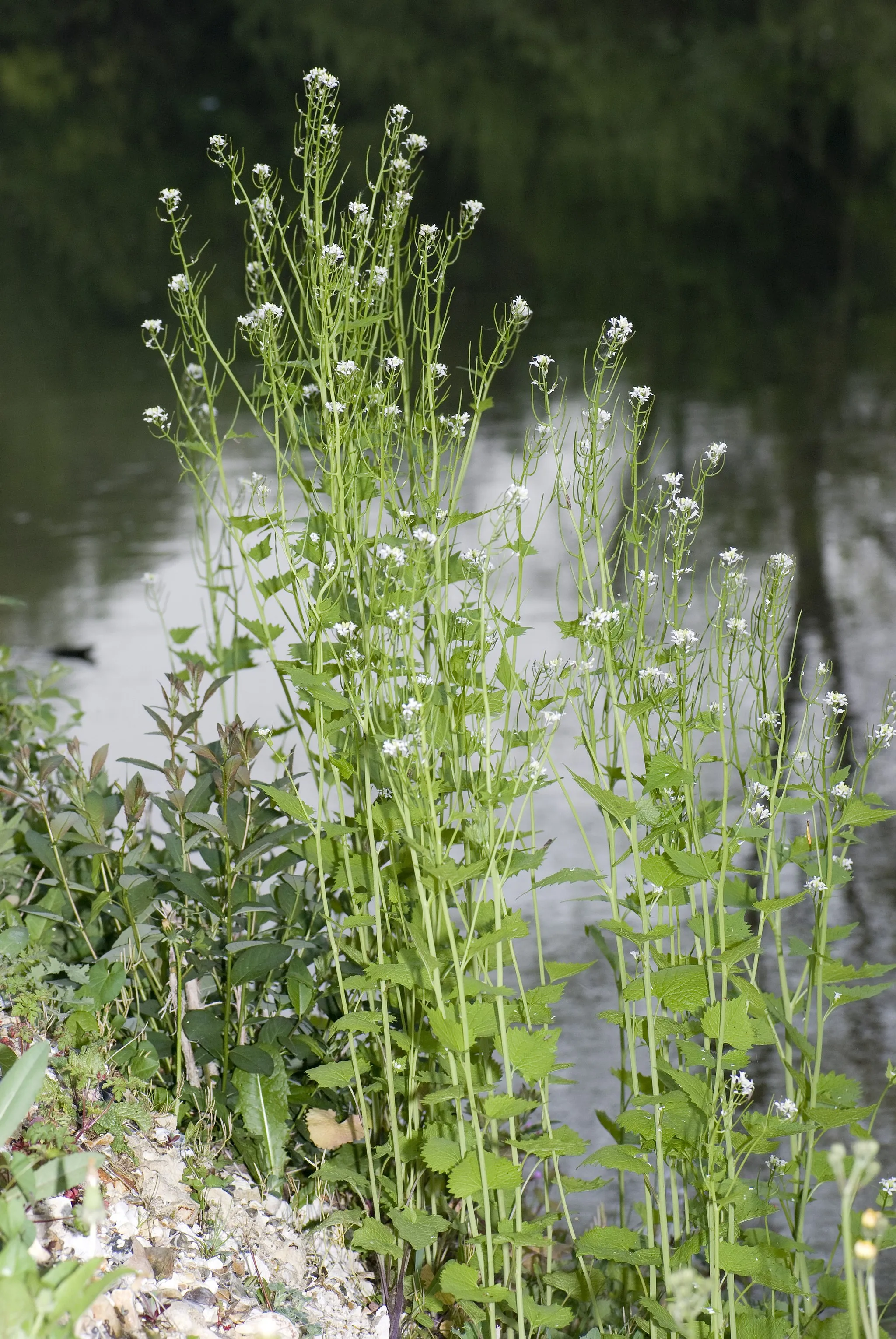 Photo showing: Alliaria petiolata - Alliaire officinalle - Marais de Belloy-sur-Somme (Somme) 26/04/2007