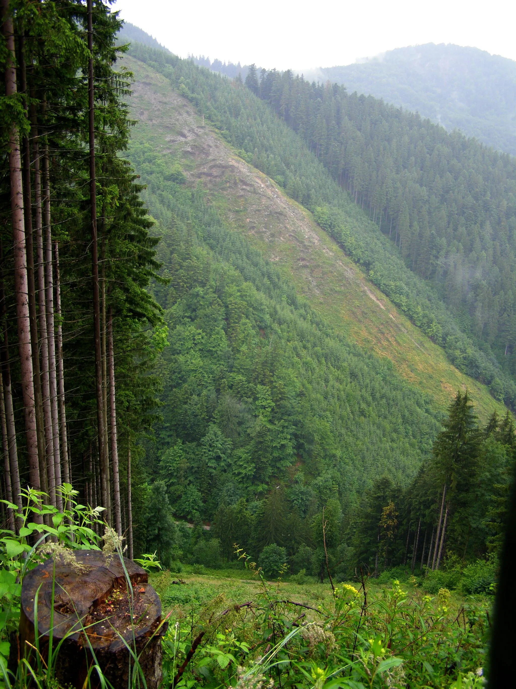 Photo showing: Lúčanská Fatra, pohled z úbočí Rakytie na úbočí Kojšové