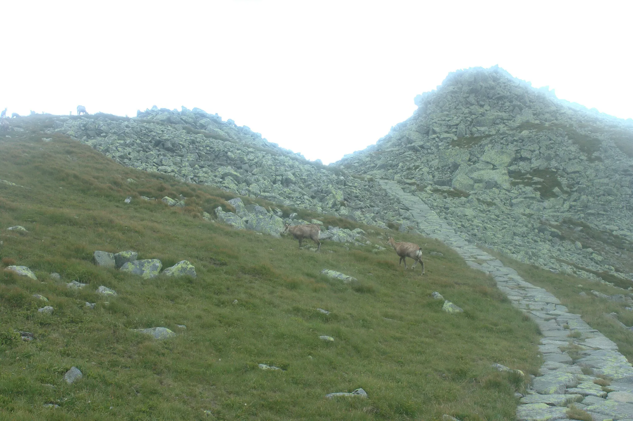 Photo showing: Mountain goats at Dereše hill, Slovakia