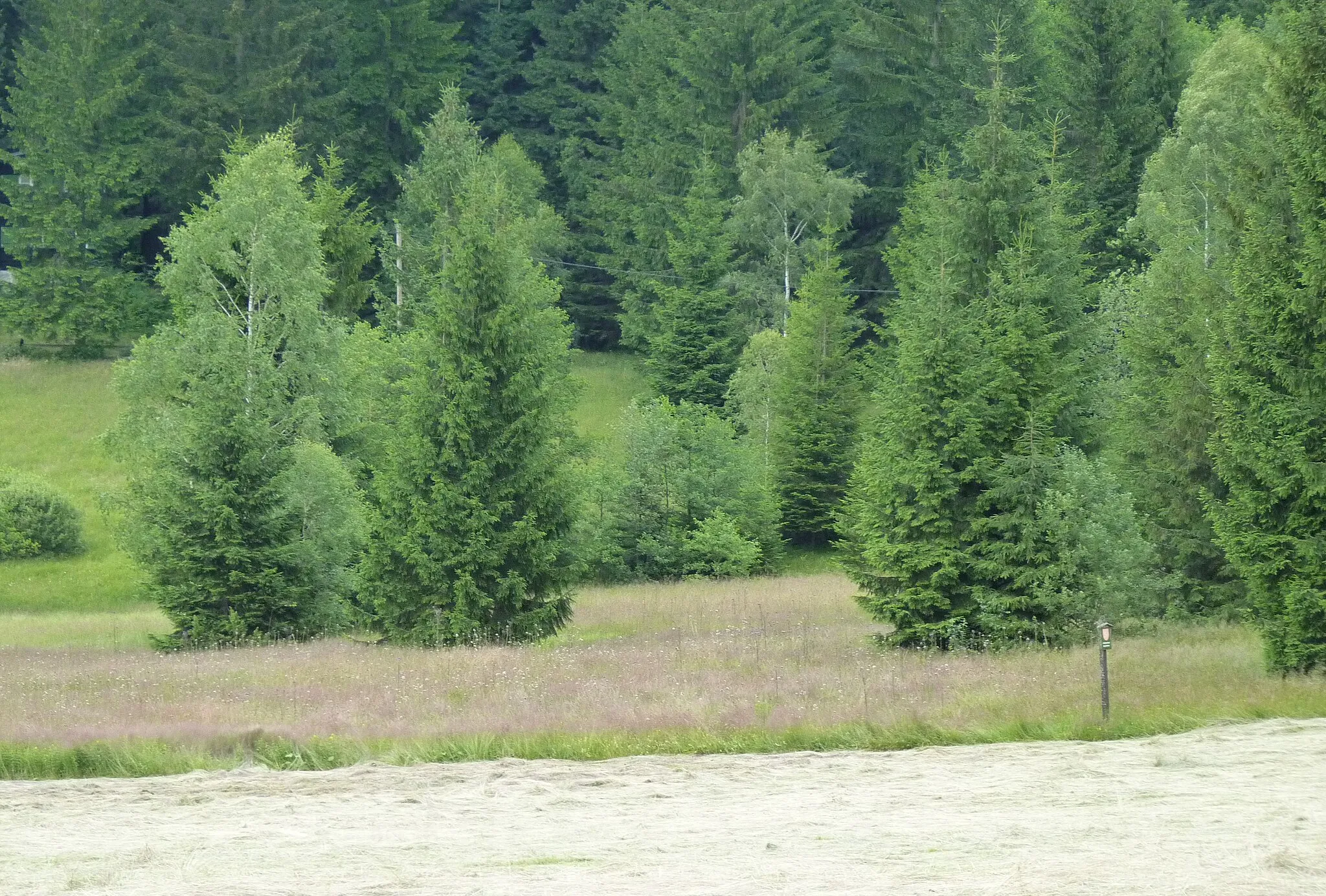 Photo showing: Natural monument Obidová, Moravia-Silesian Beskids, Czech Republic