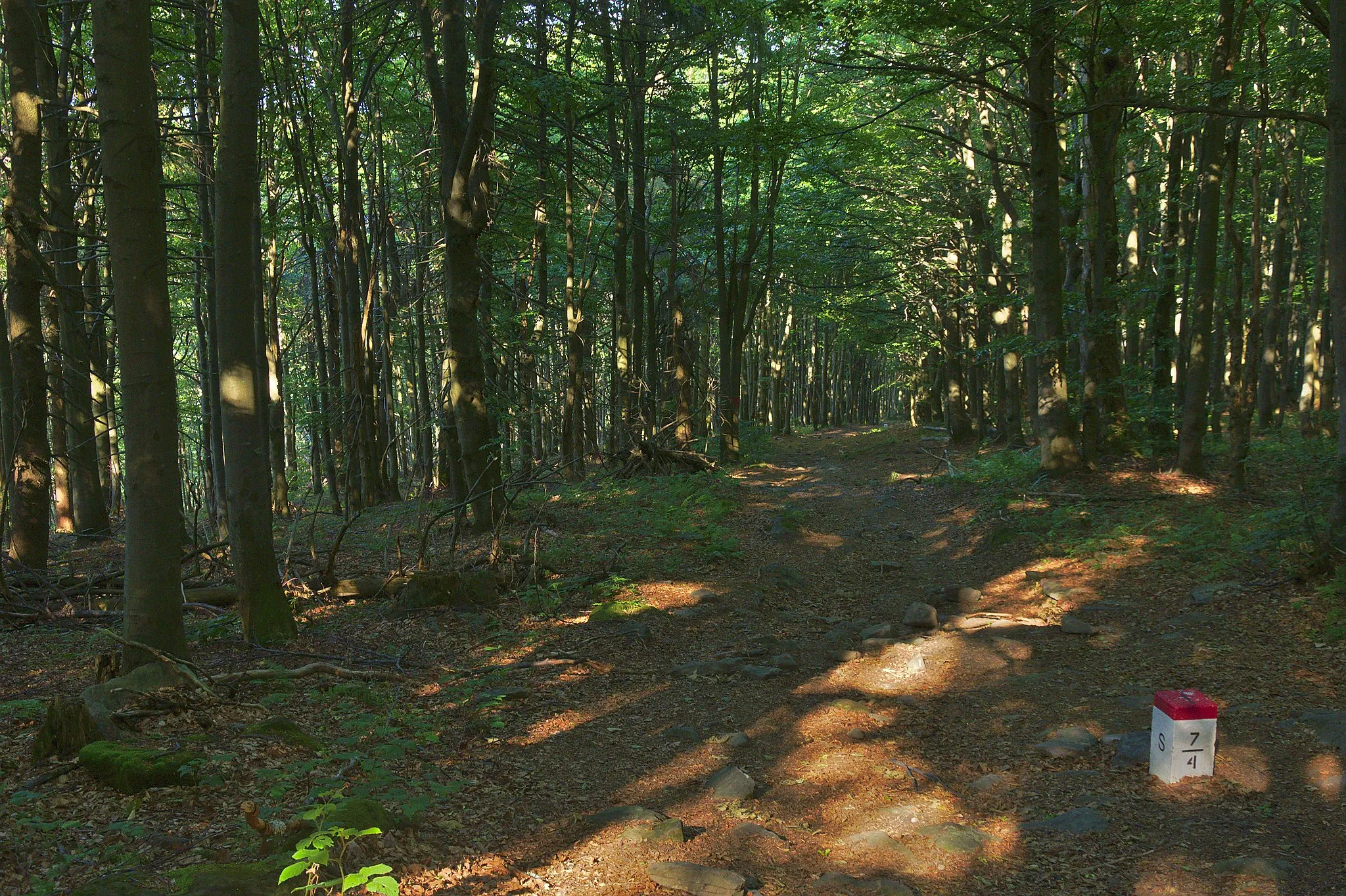 Photo showing: Prírodná rezervácia Borsukov vrch, Národný park Poloniny