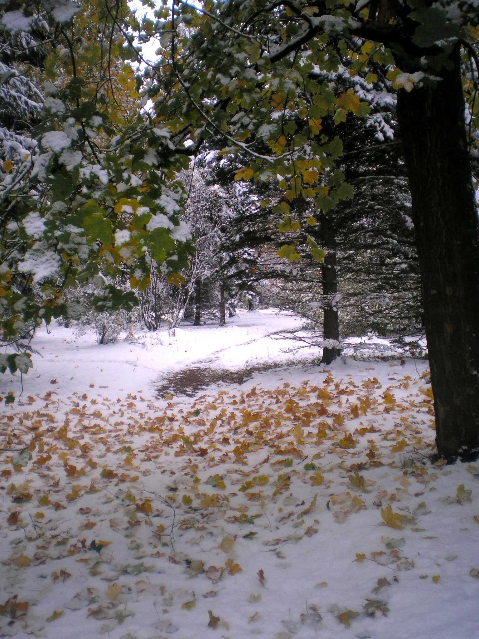 Photo showing: ARBORÉTUM-10.´09