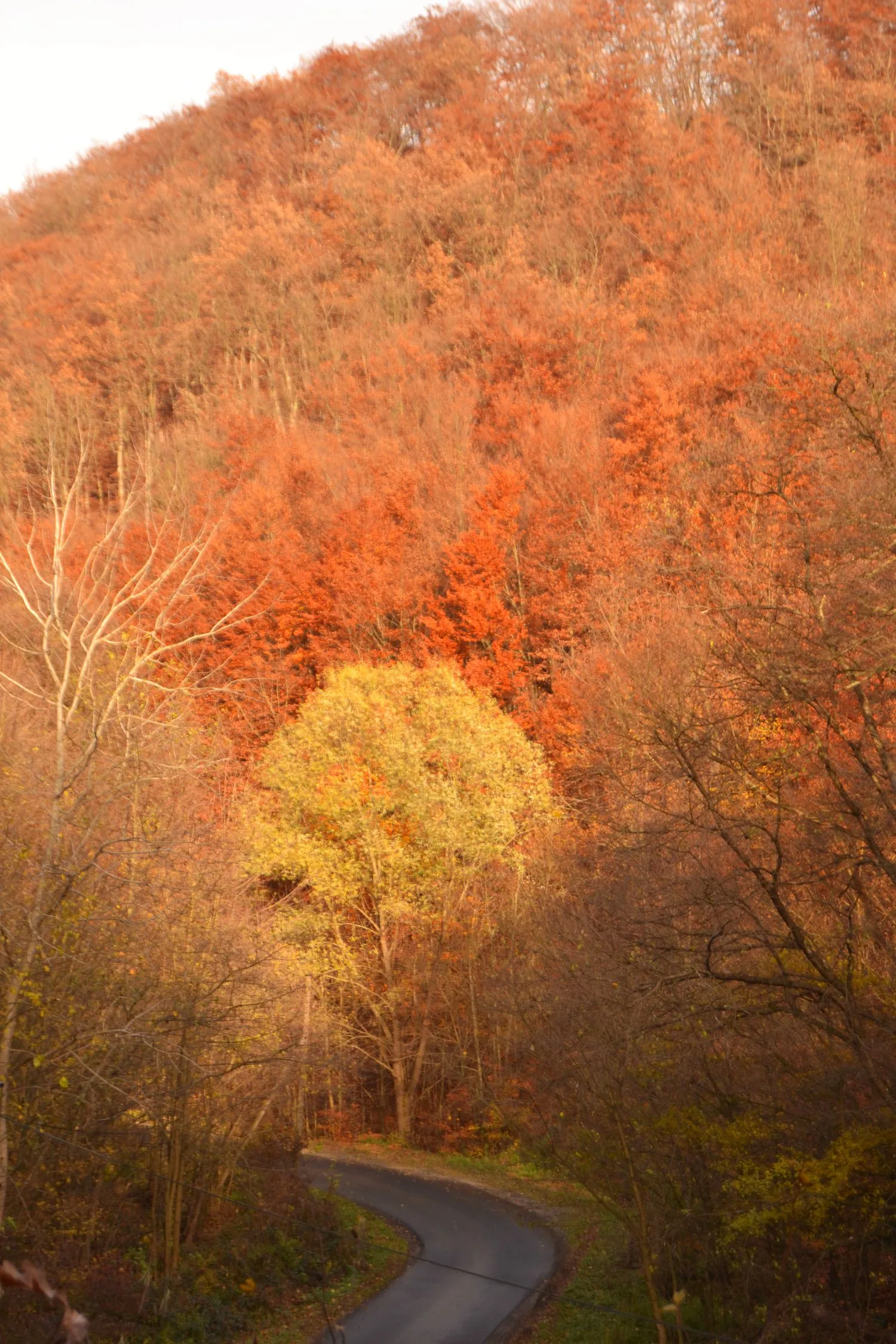 Photo showing: Jesenný les