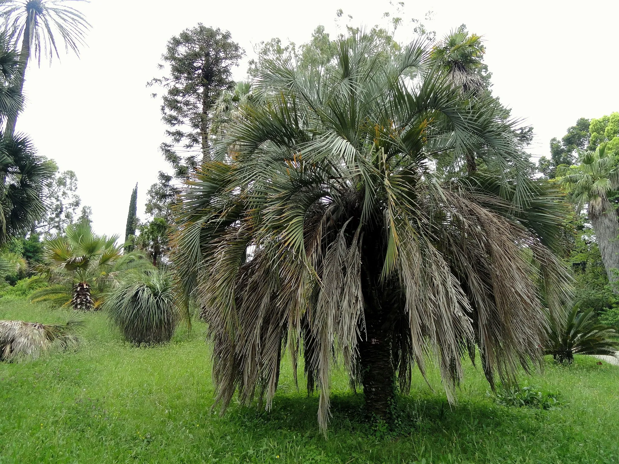 Photo showing: Butia capitata specimen in the Jardin botanique de la Villa Thuret, Antibes Juan-les-Pins, Alpes-Maritimes,France.