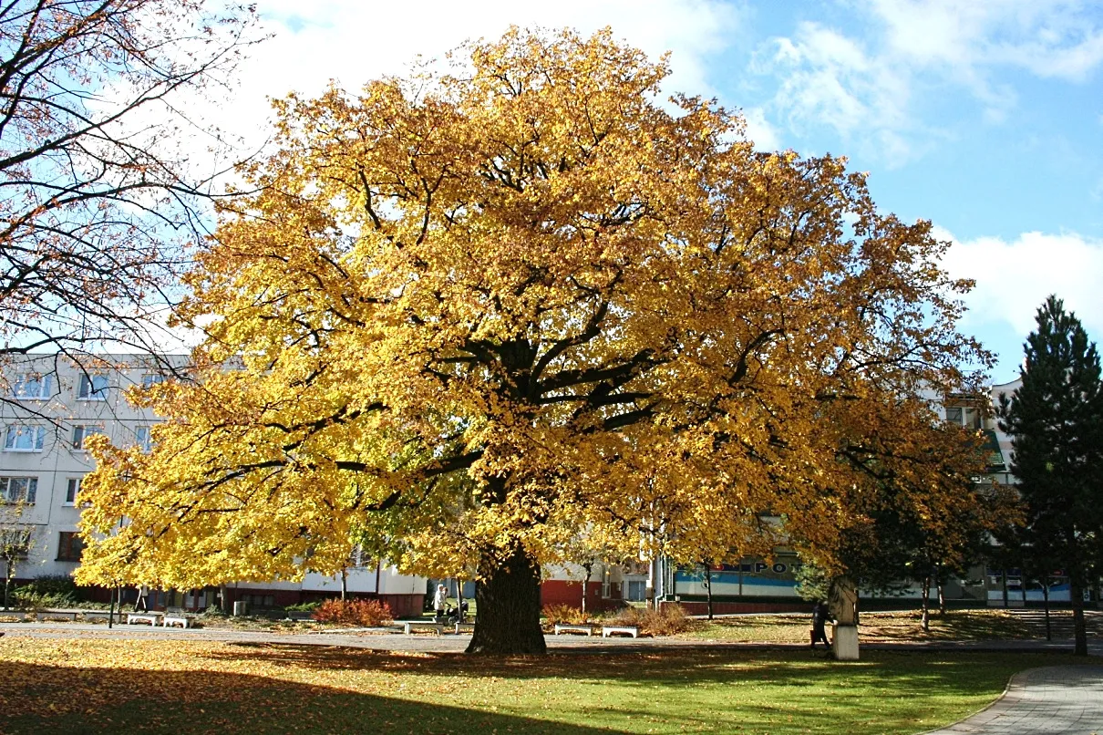 Photo showing: Winterlinde (Tilia cordata Mill.) in Lipany, Slowakei